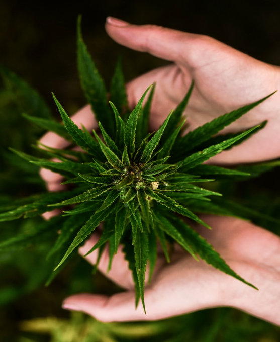 Układ kannabinoidowy i kannabinoidy – co to jest?