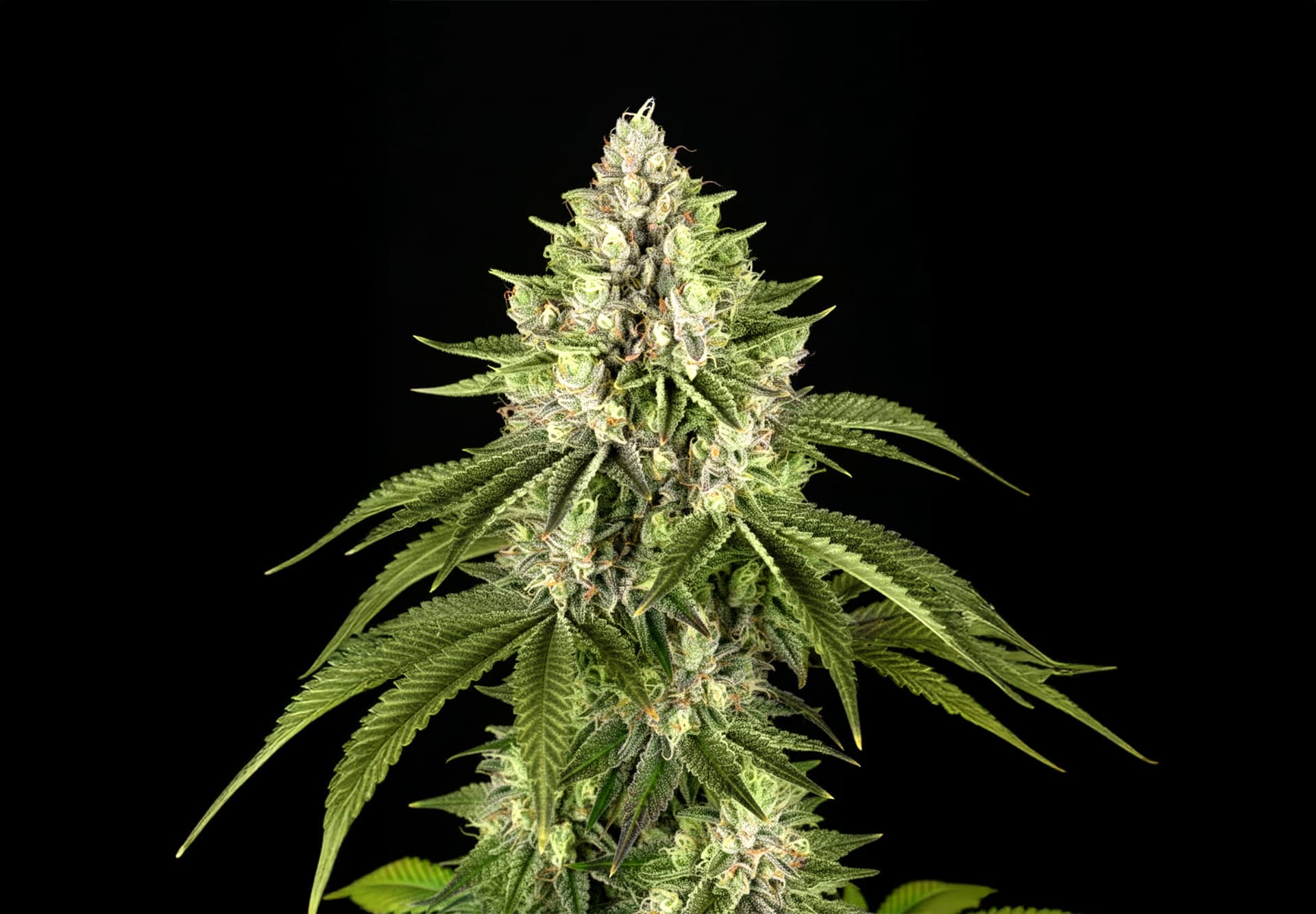 Critical Mass Auto