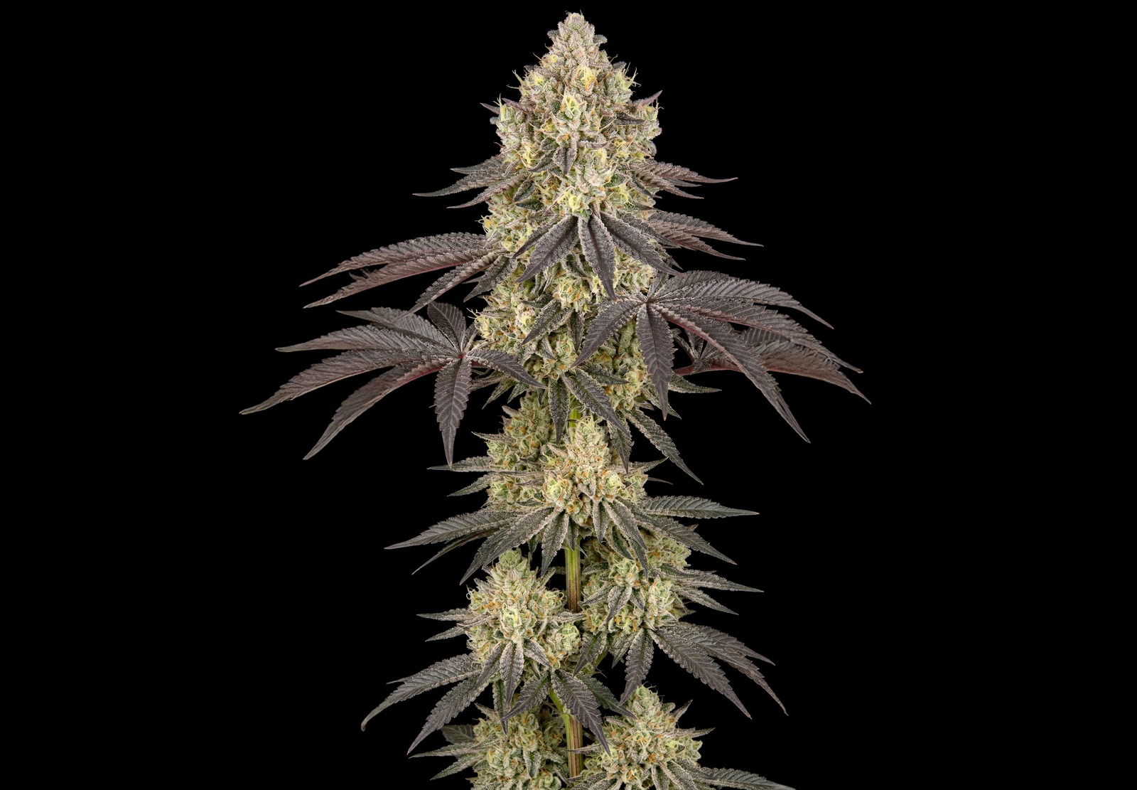 Afghan Auto