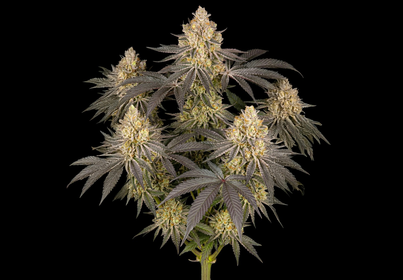 Afghan Auto