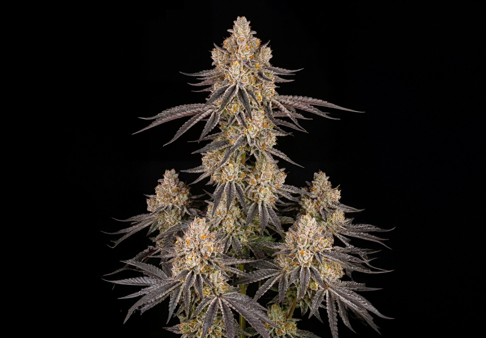 Afghan Auto