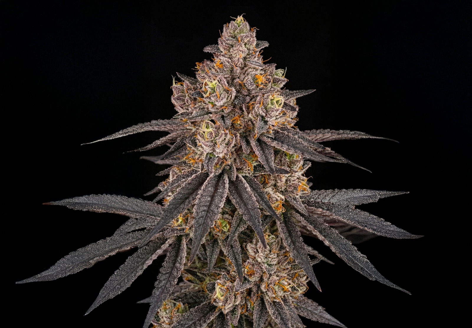 Afghan Auto