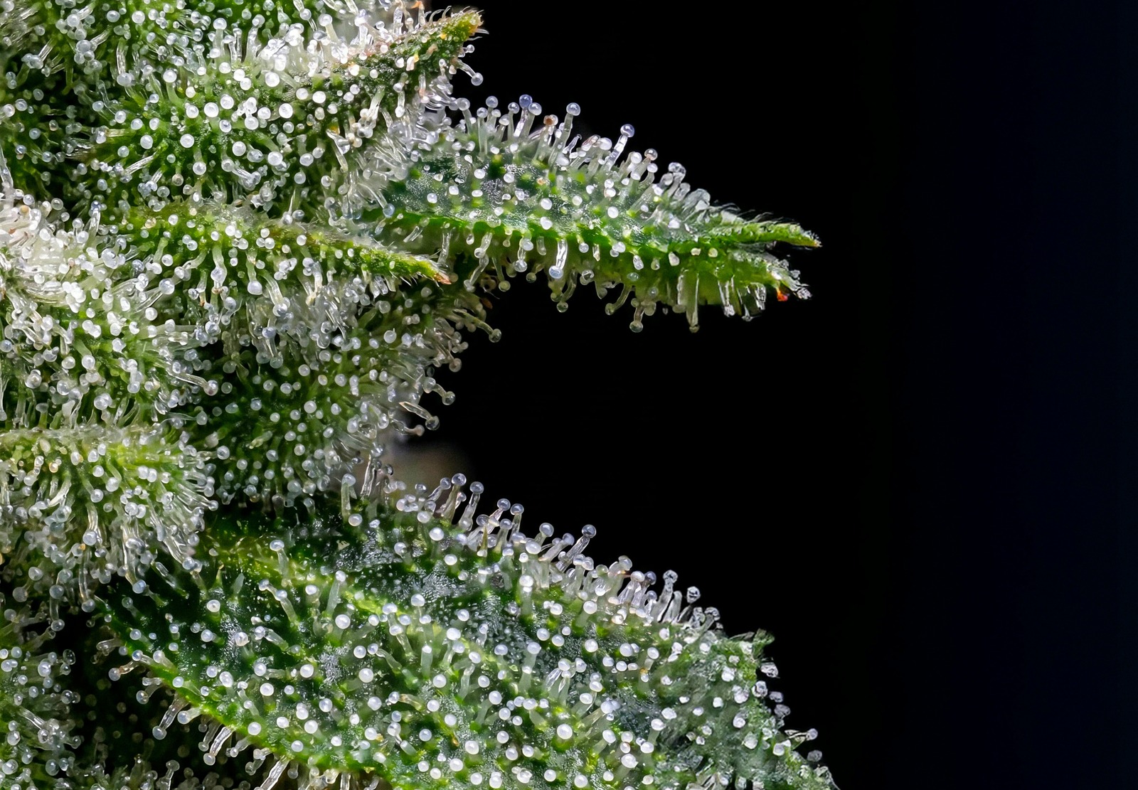 Afghan Auto