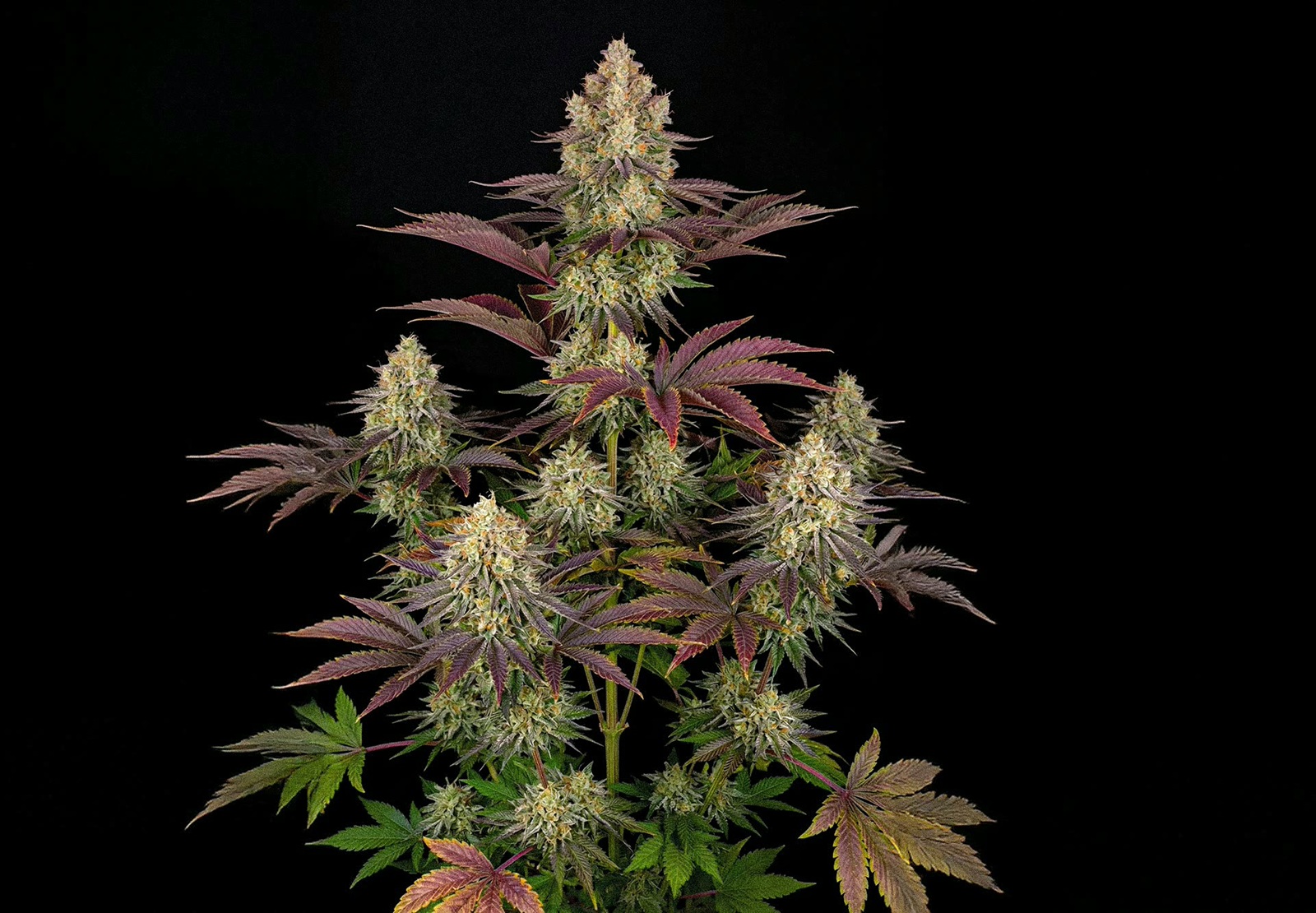 Afghan