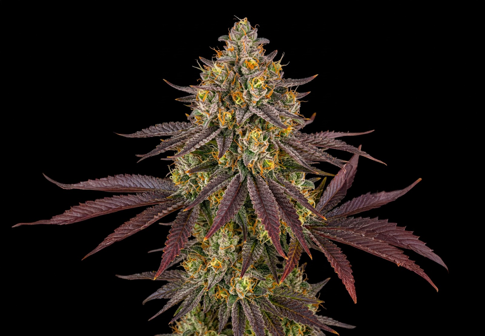 Afghan