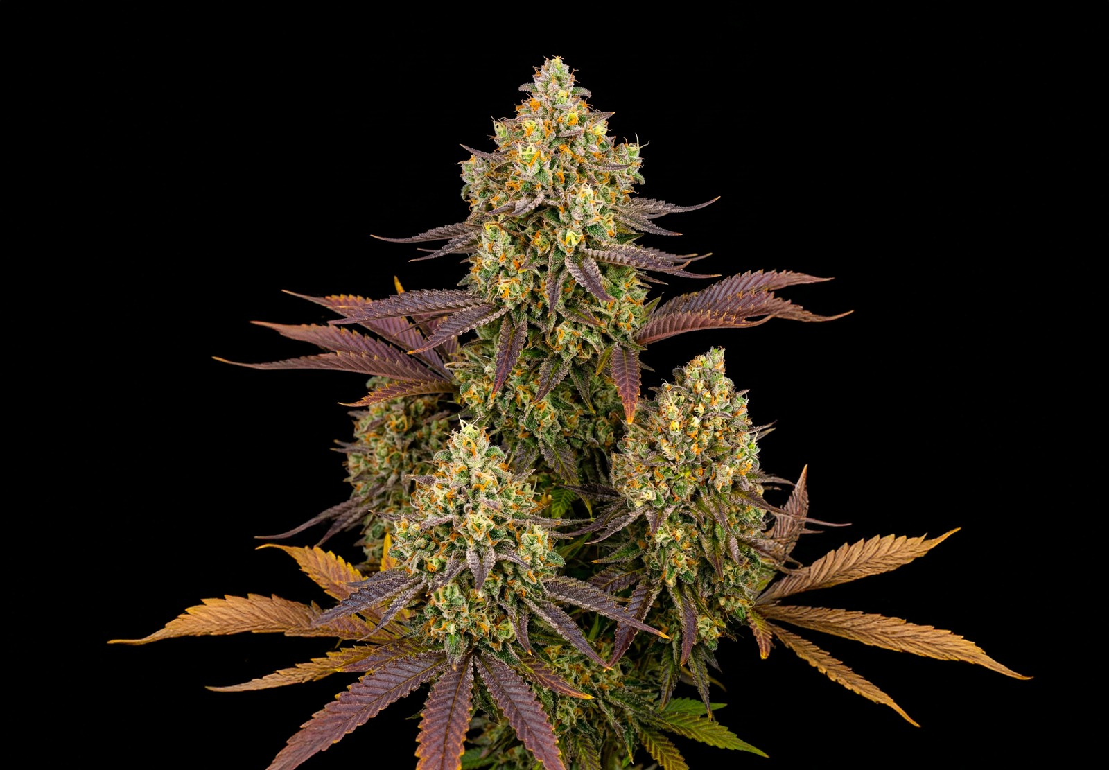 Afghan
