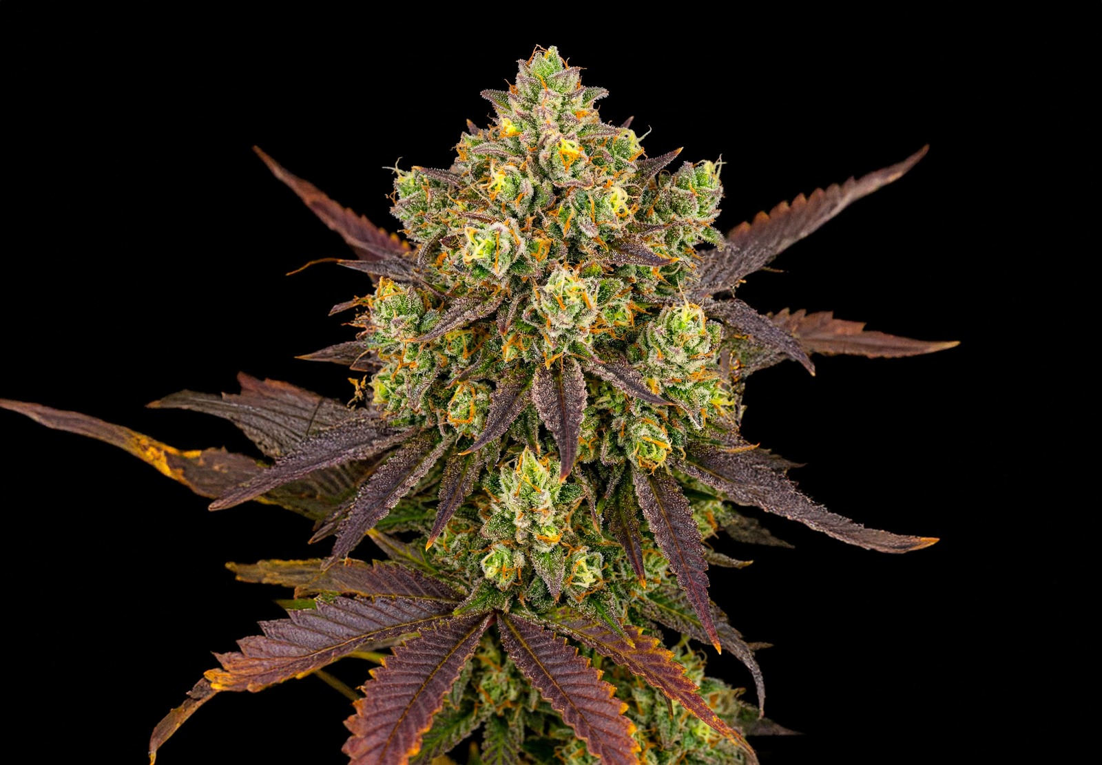Afghan