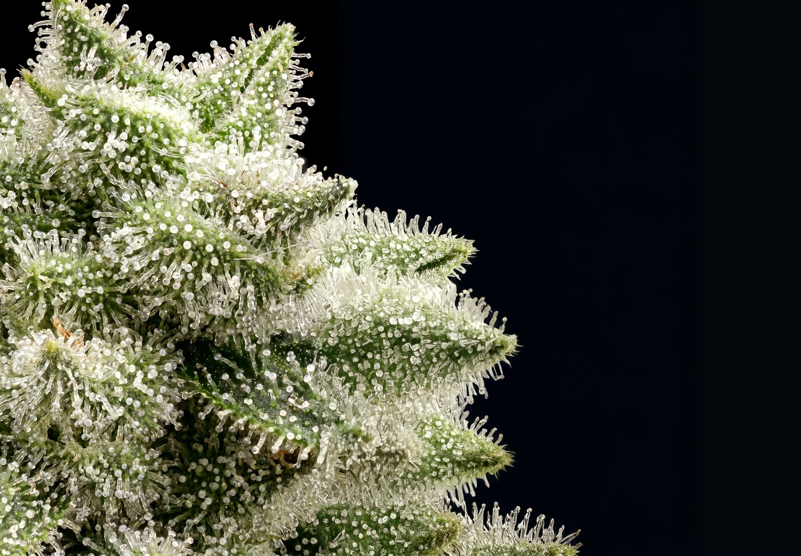 Afghan