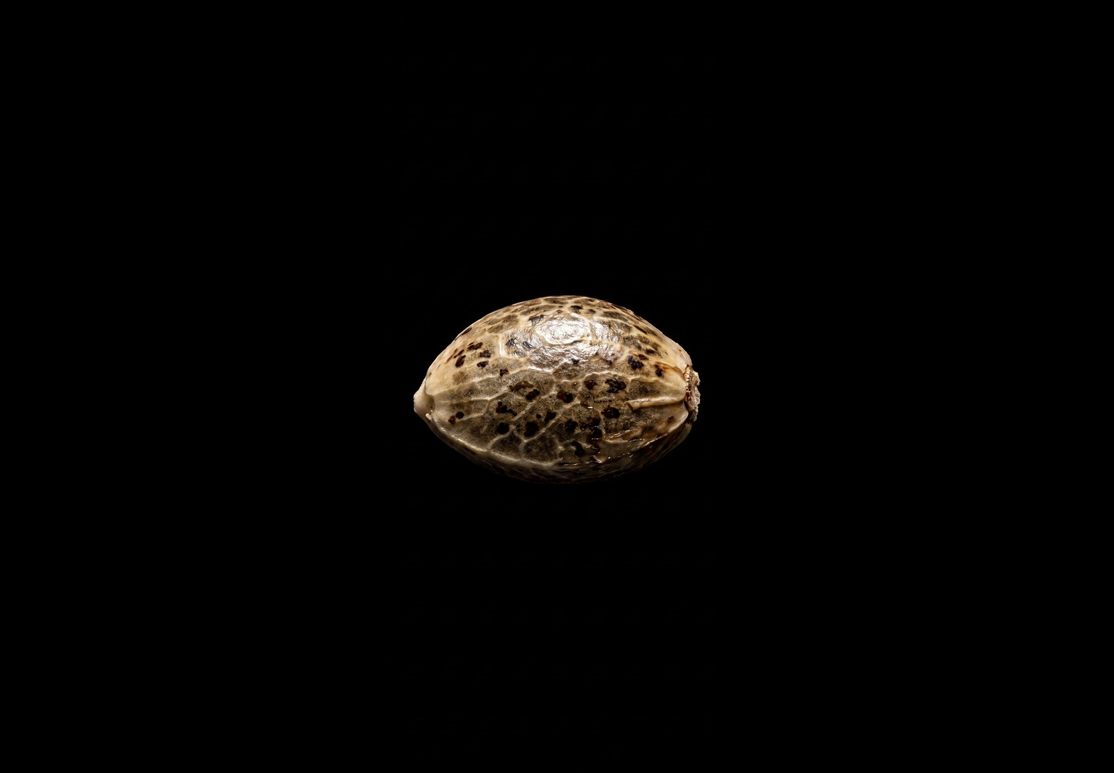 Afghan
