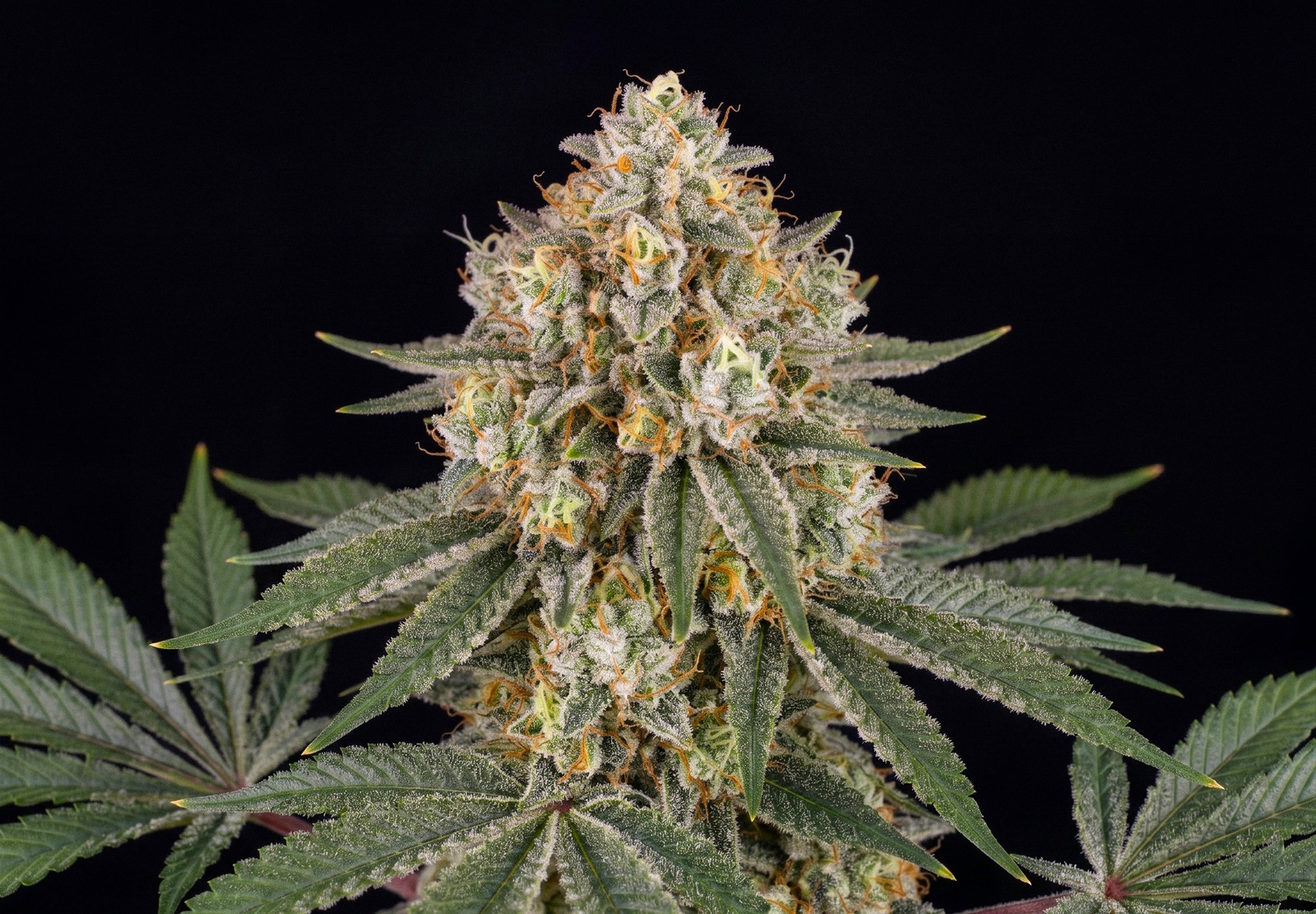 AK47 Auto