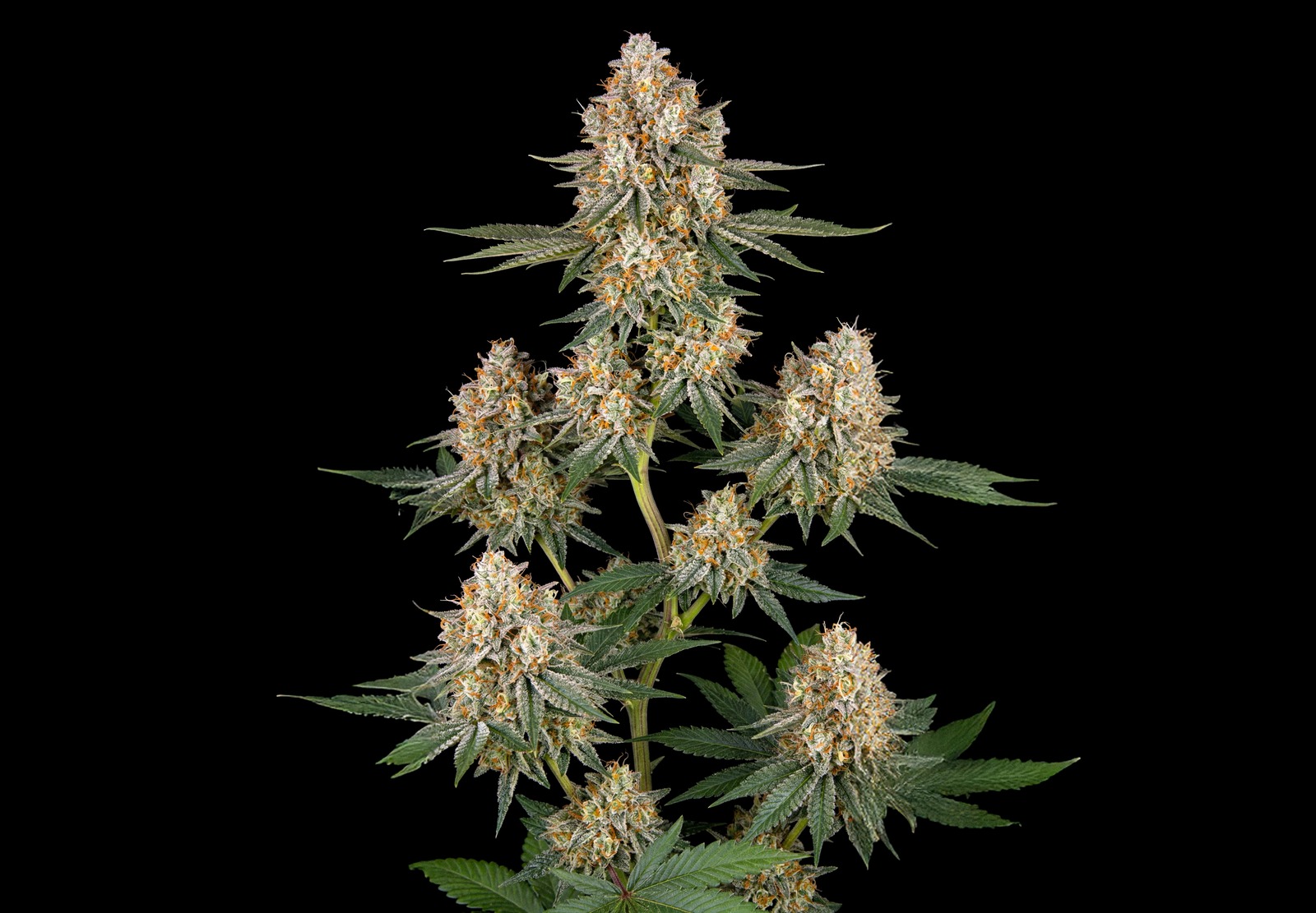 AK47 Auto