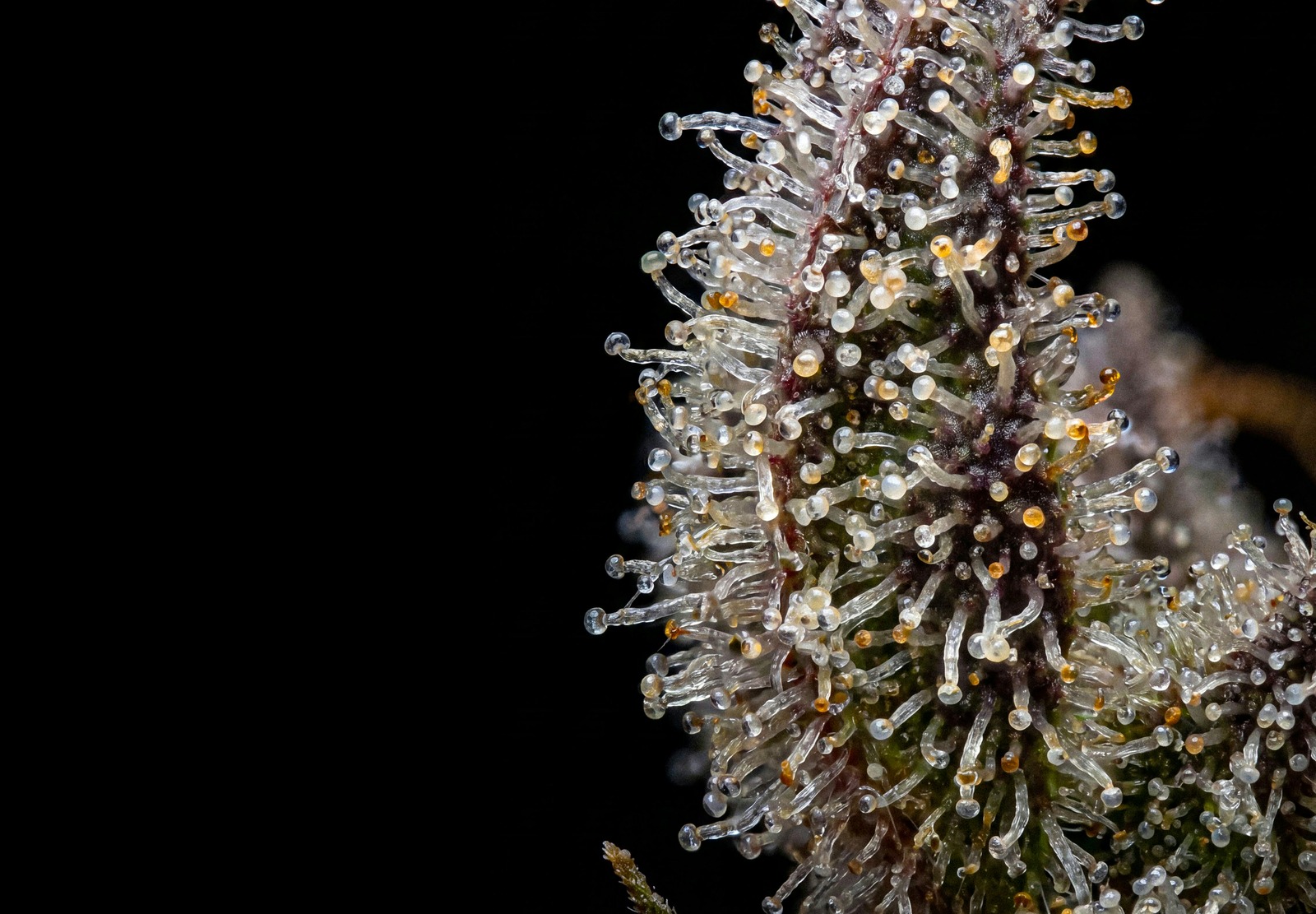 AK47 Auto