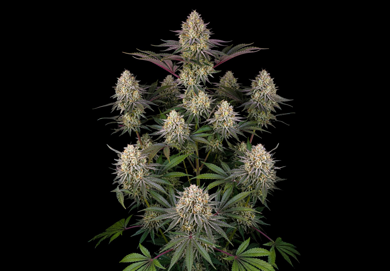 AK 47