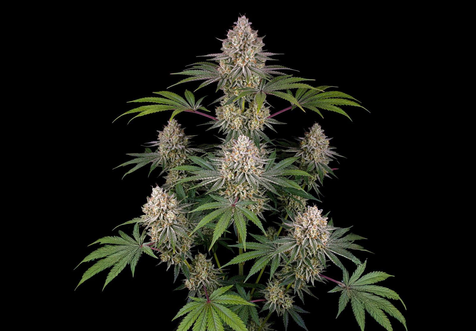 AK 47