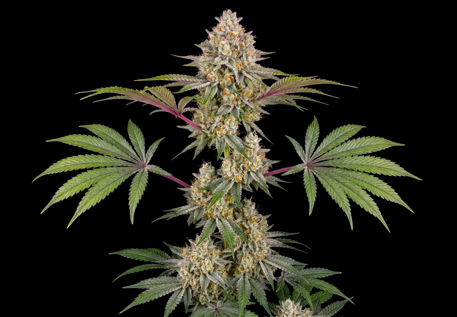 AK 47