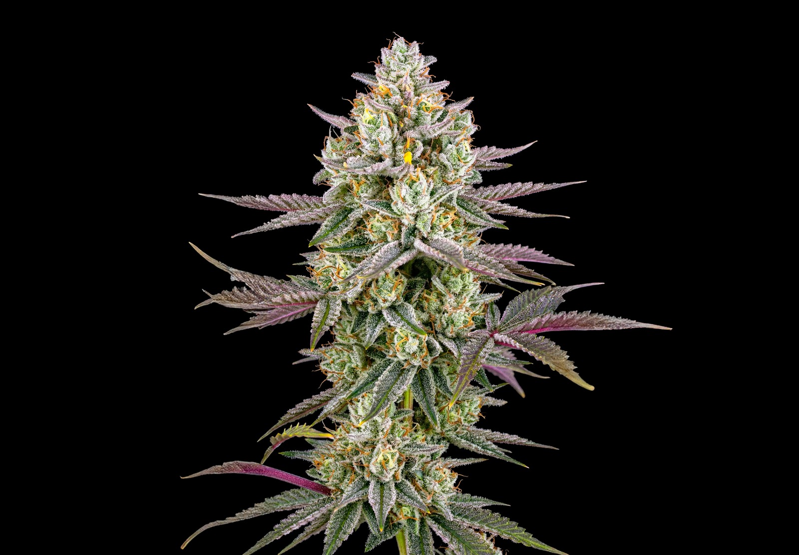 AK 47