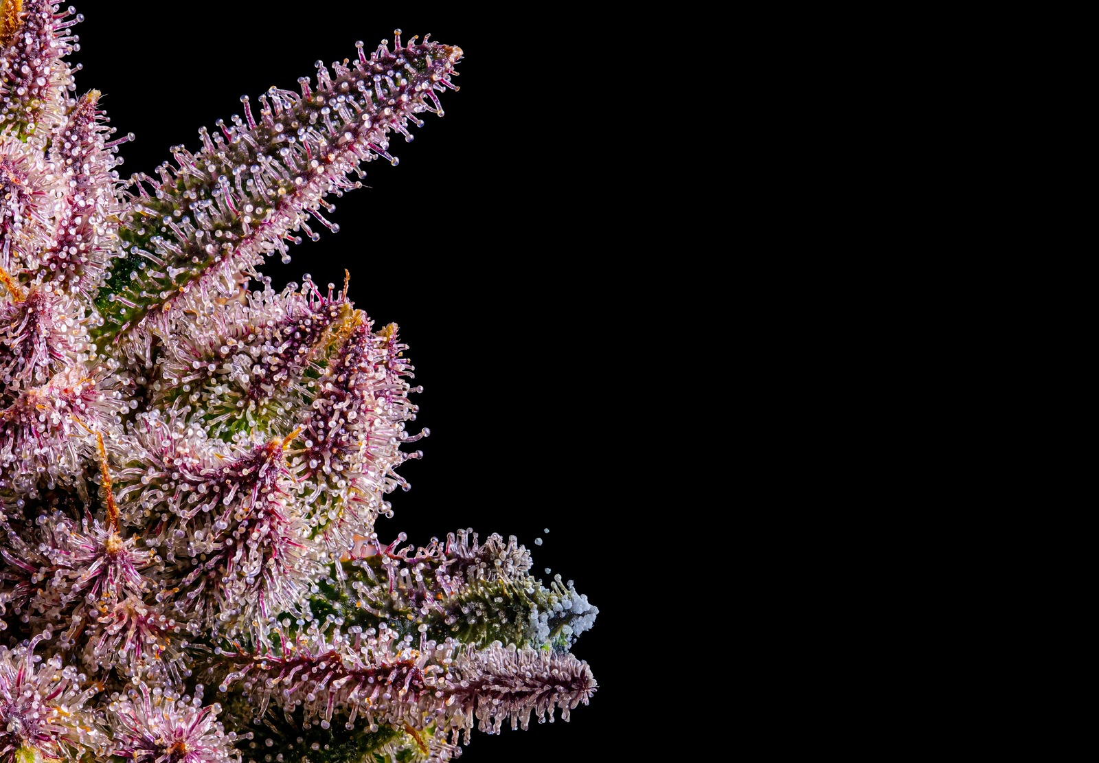 AK 47