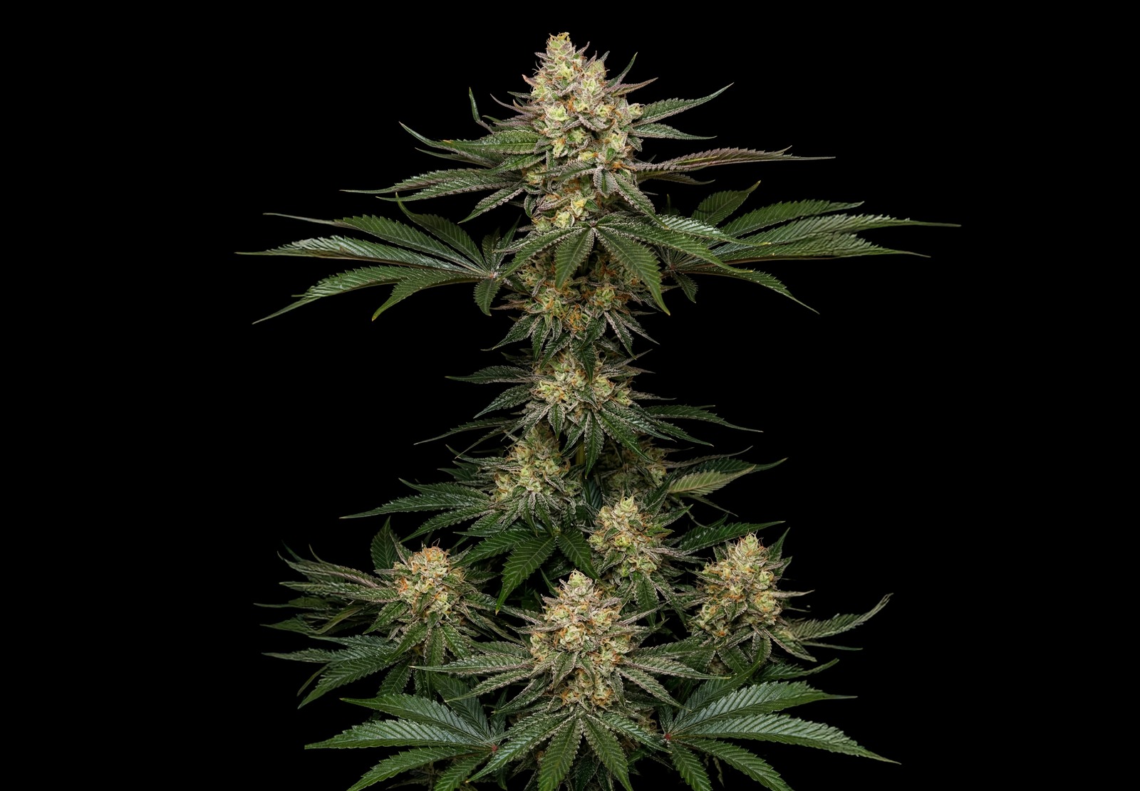Amnesia