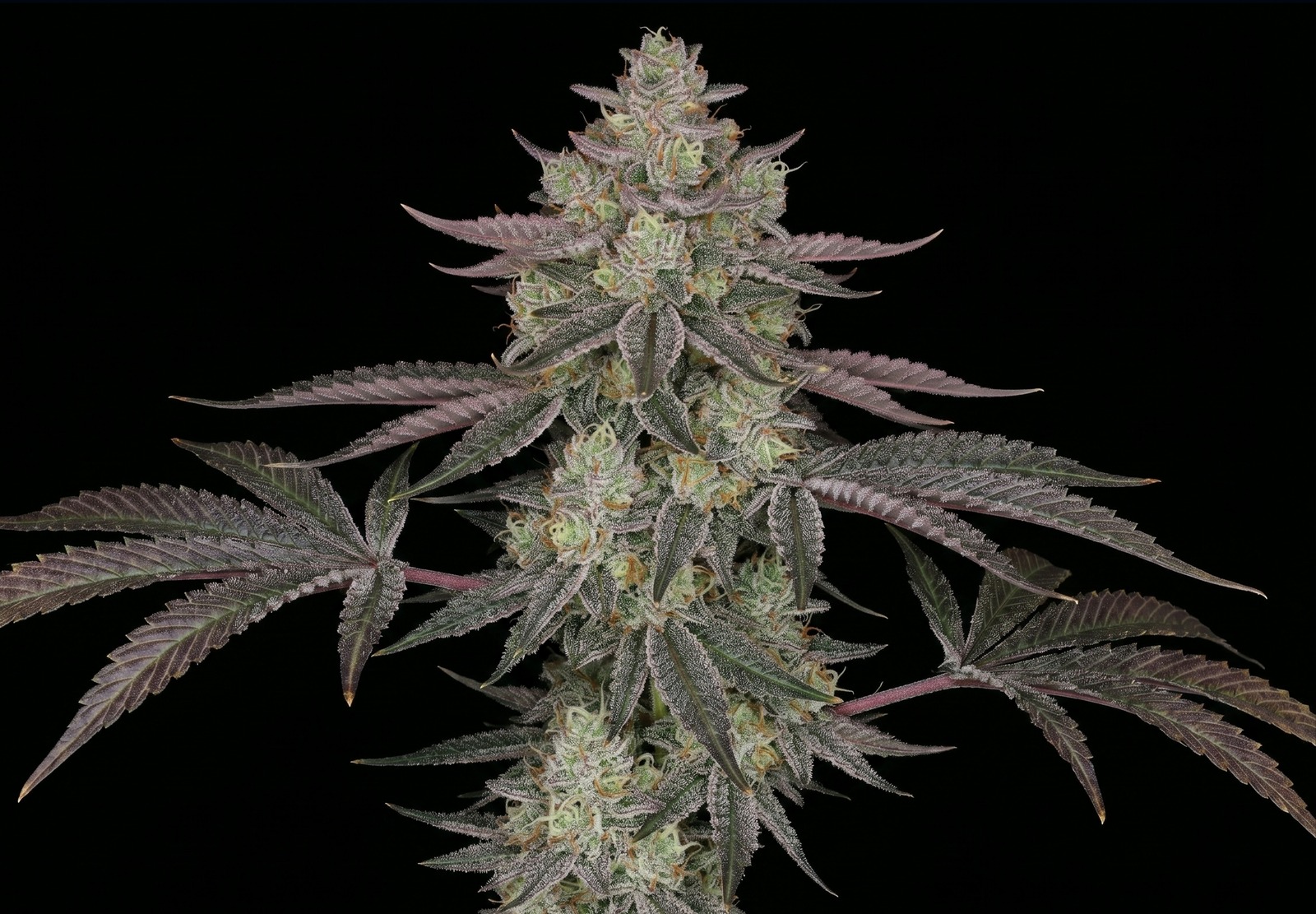 Amnesia