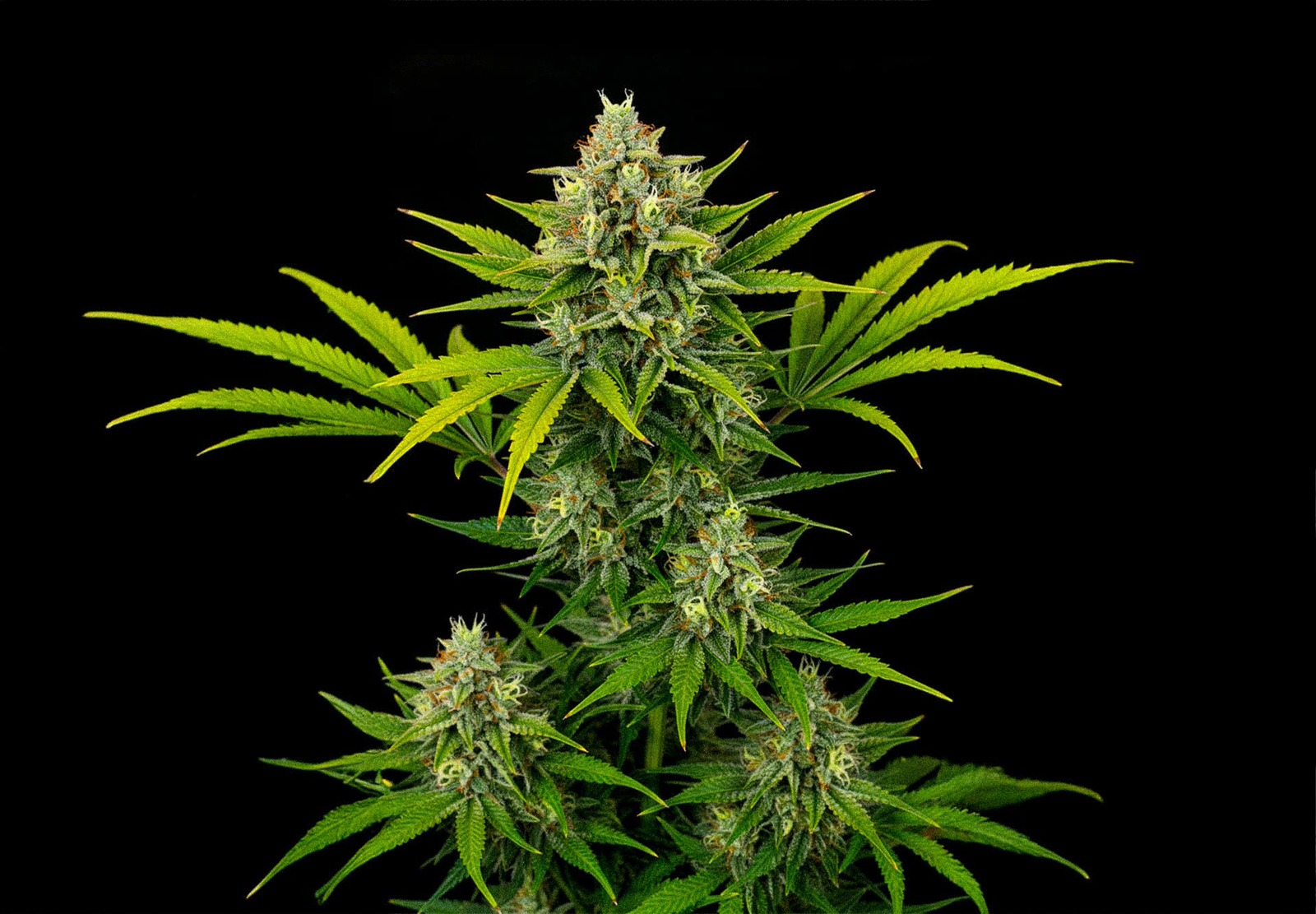 Amnesia XXL Auto