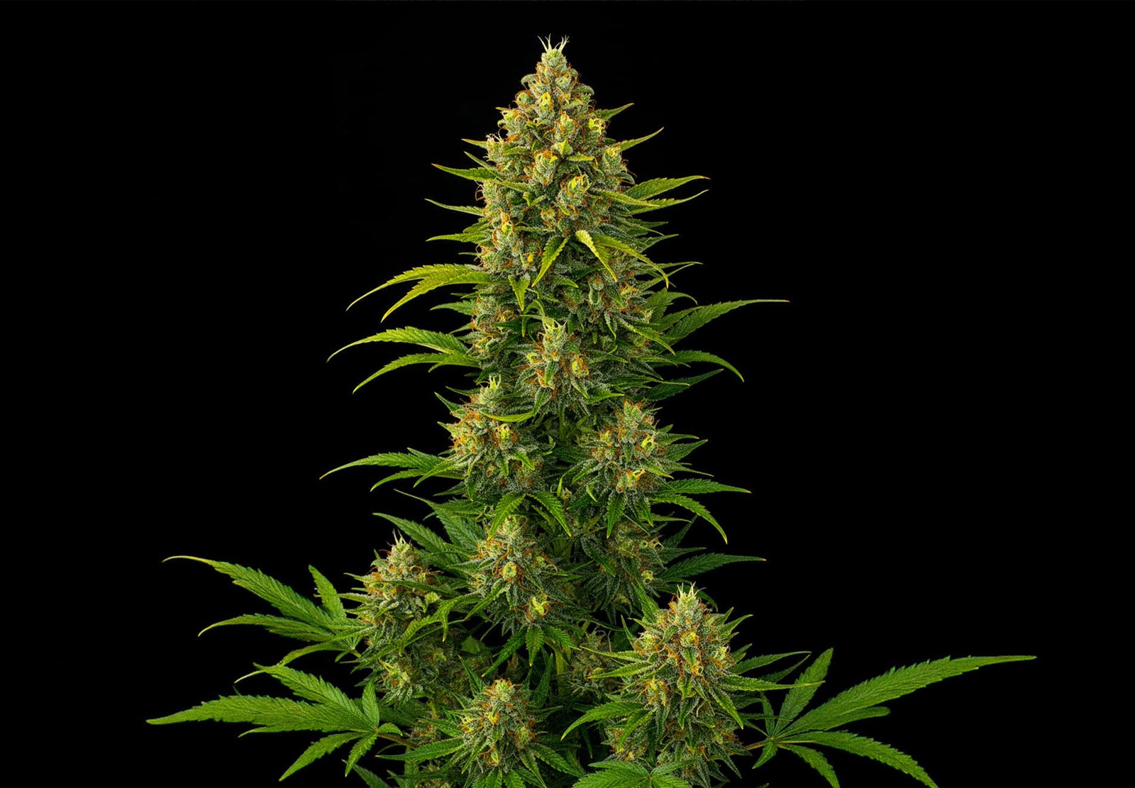 Amnesia XXL Auto