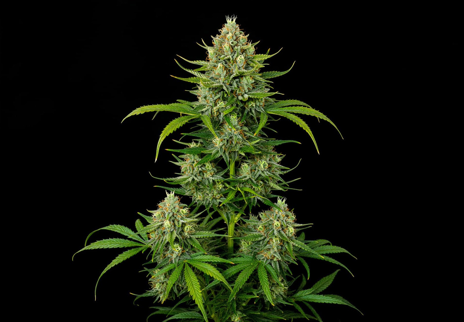 Amnesia XXL Auto