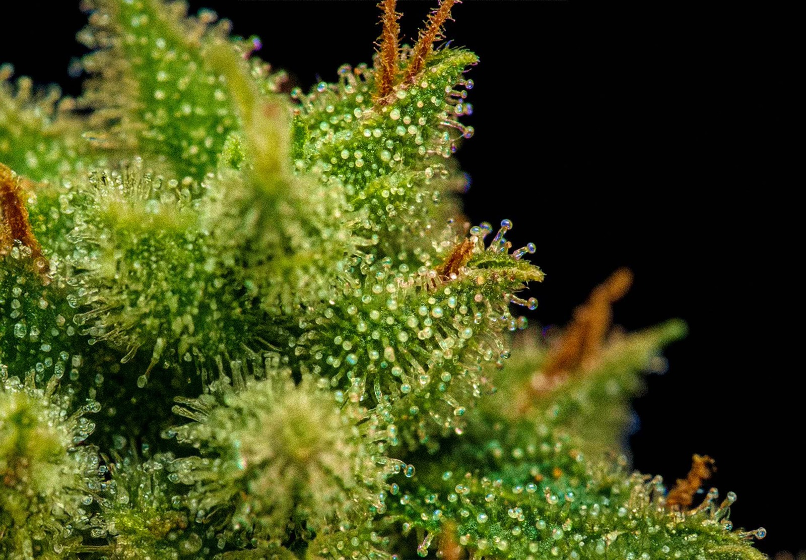 Amnesia XXL Auto