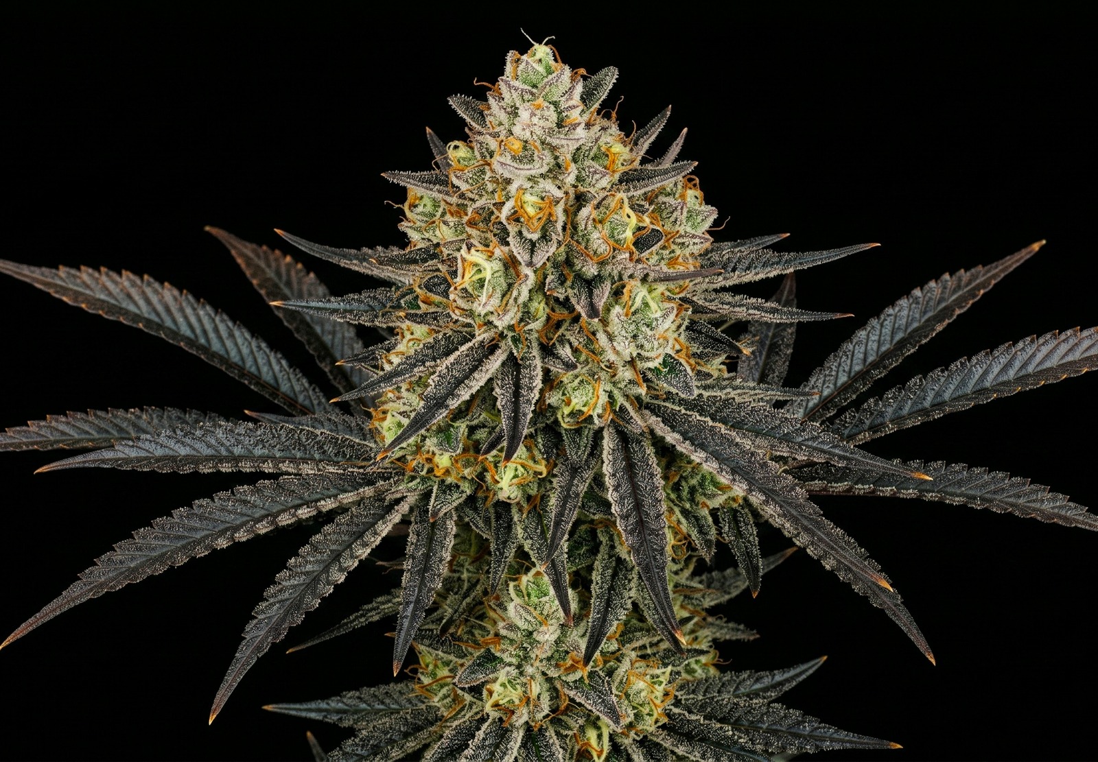 Candy Flip