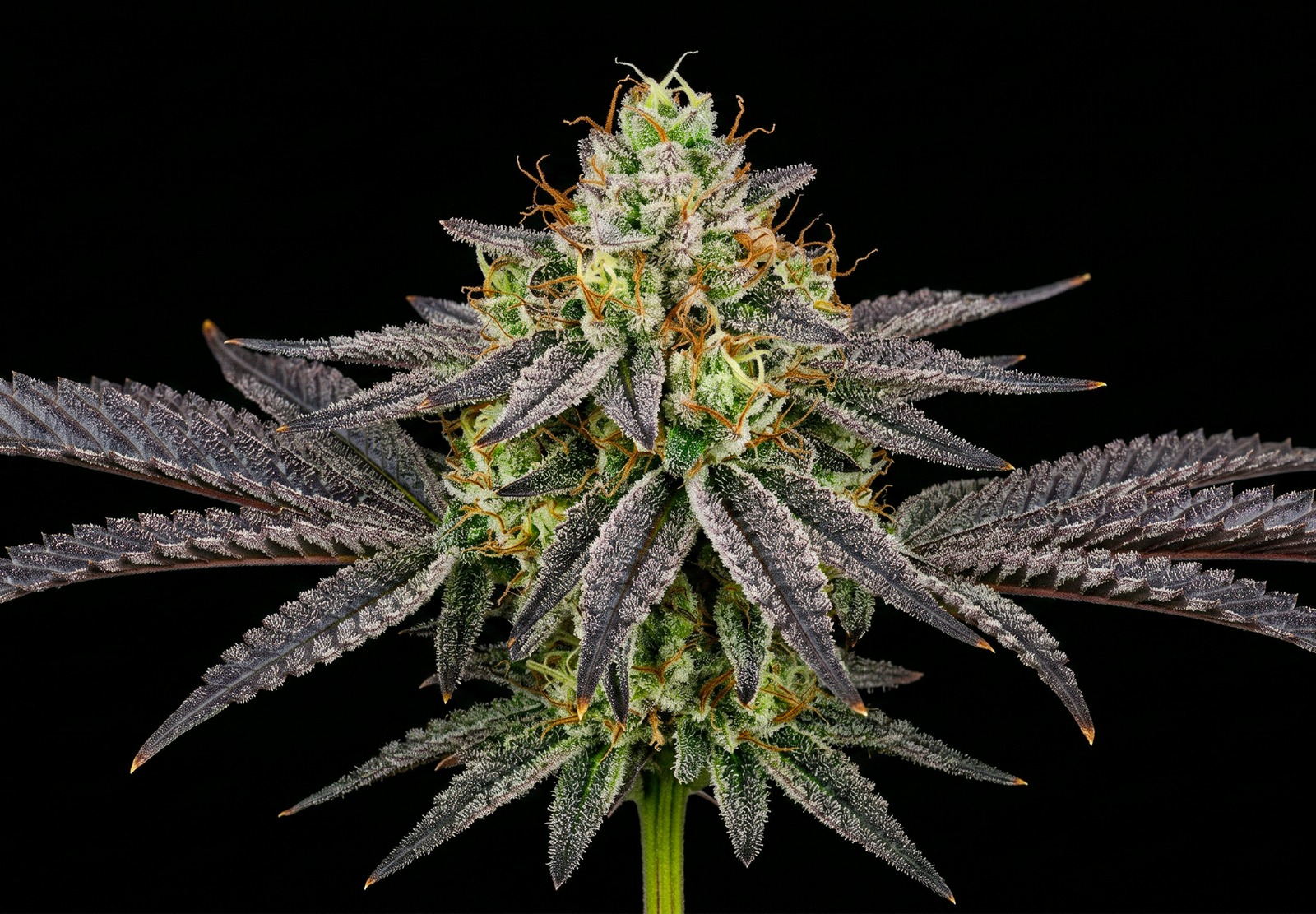 Candy Flip