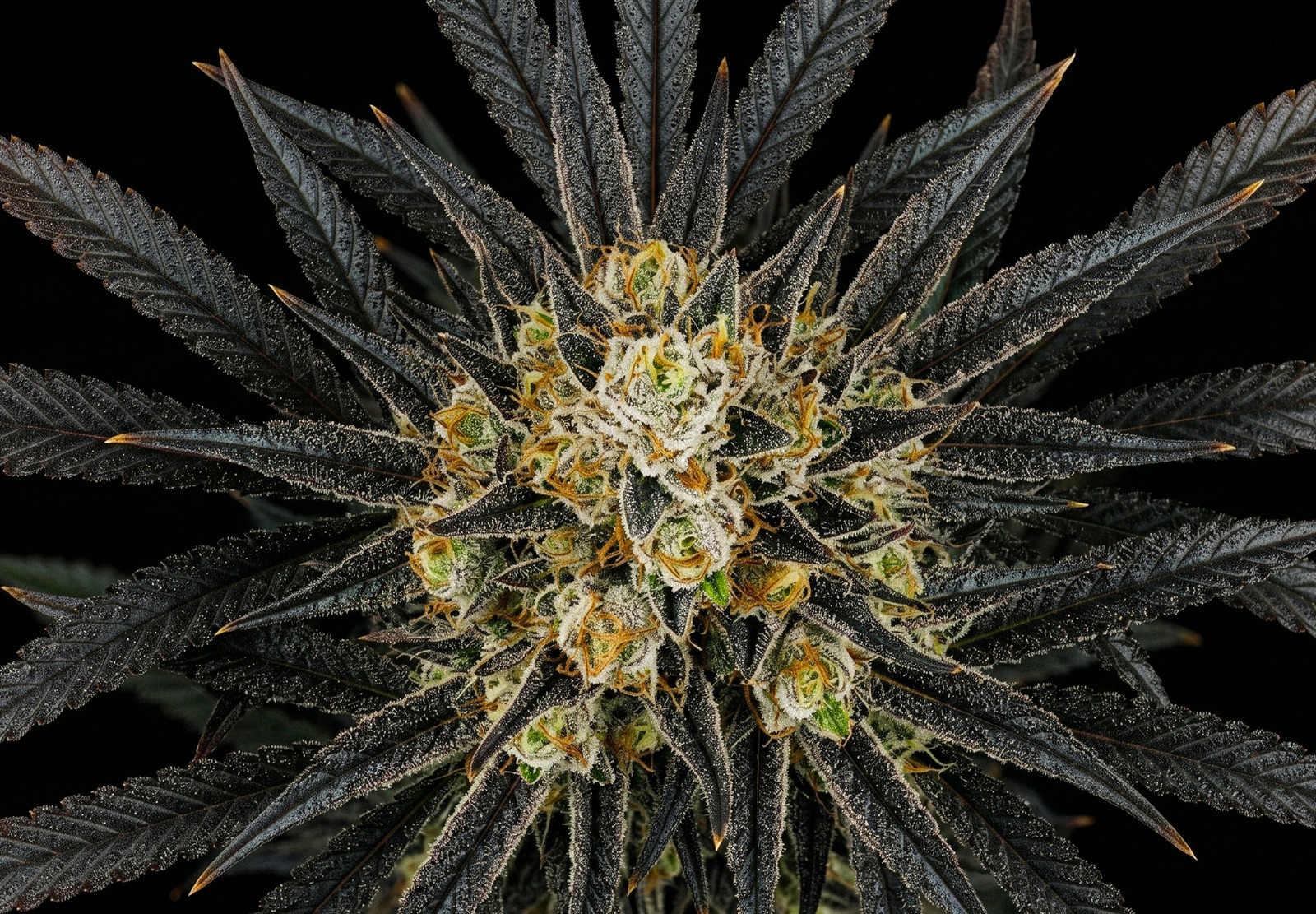 Candy Flip