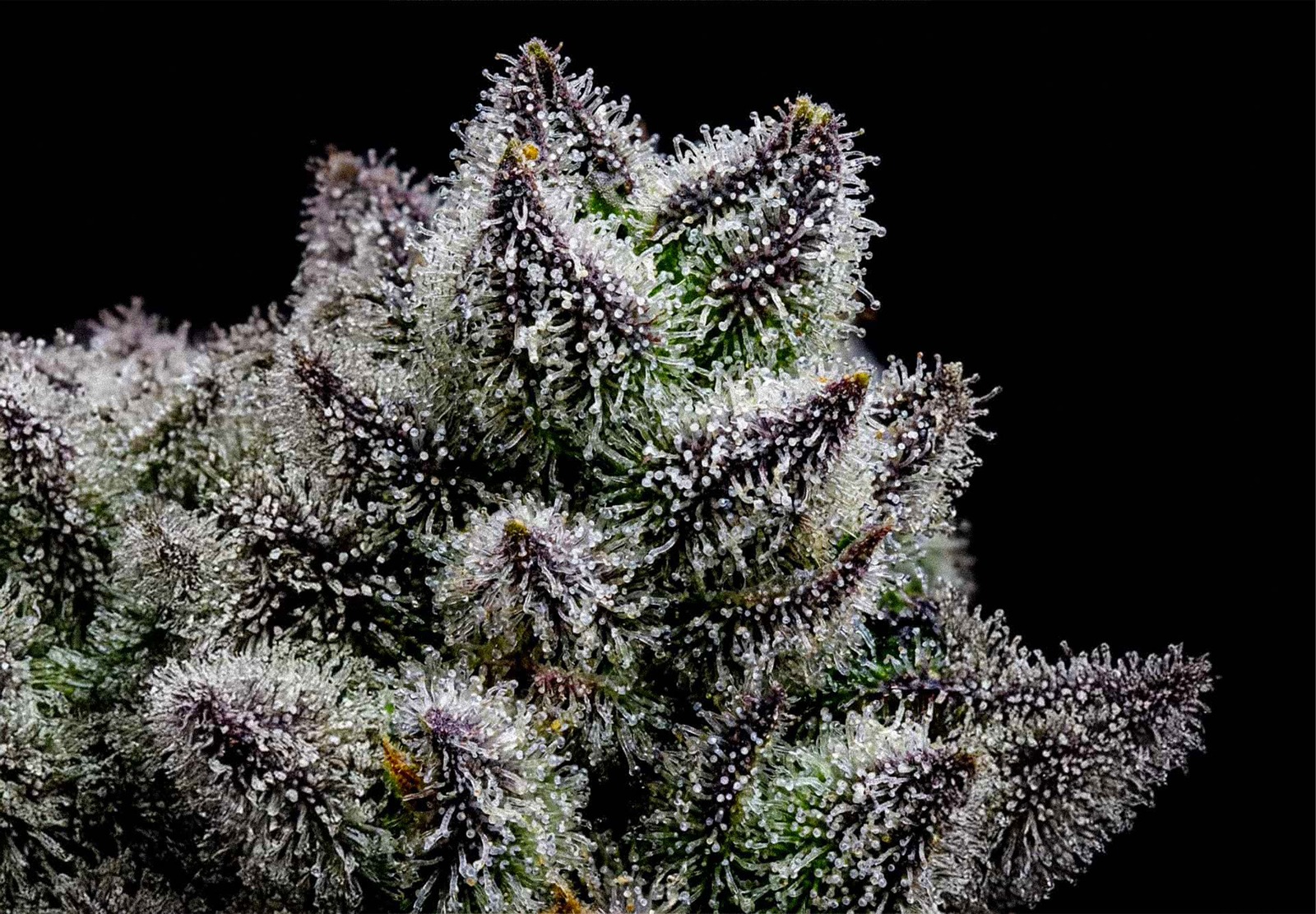 Critical Mass Auto