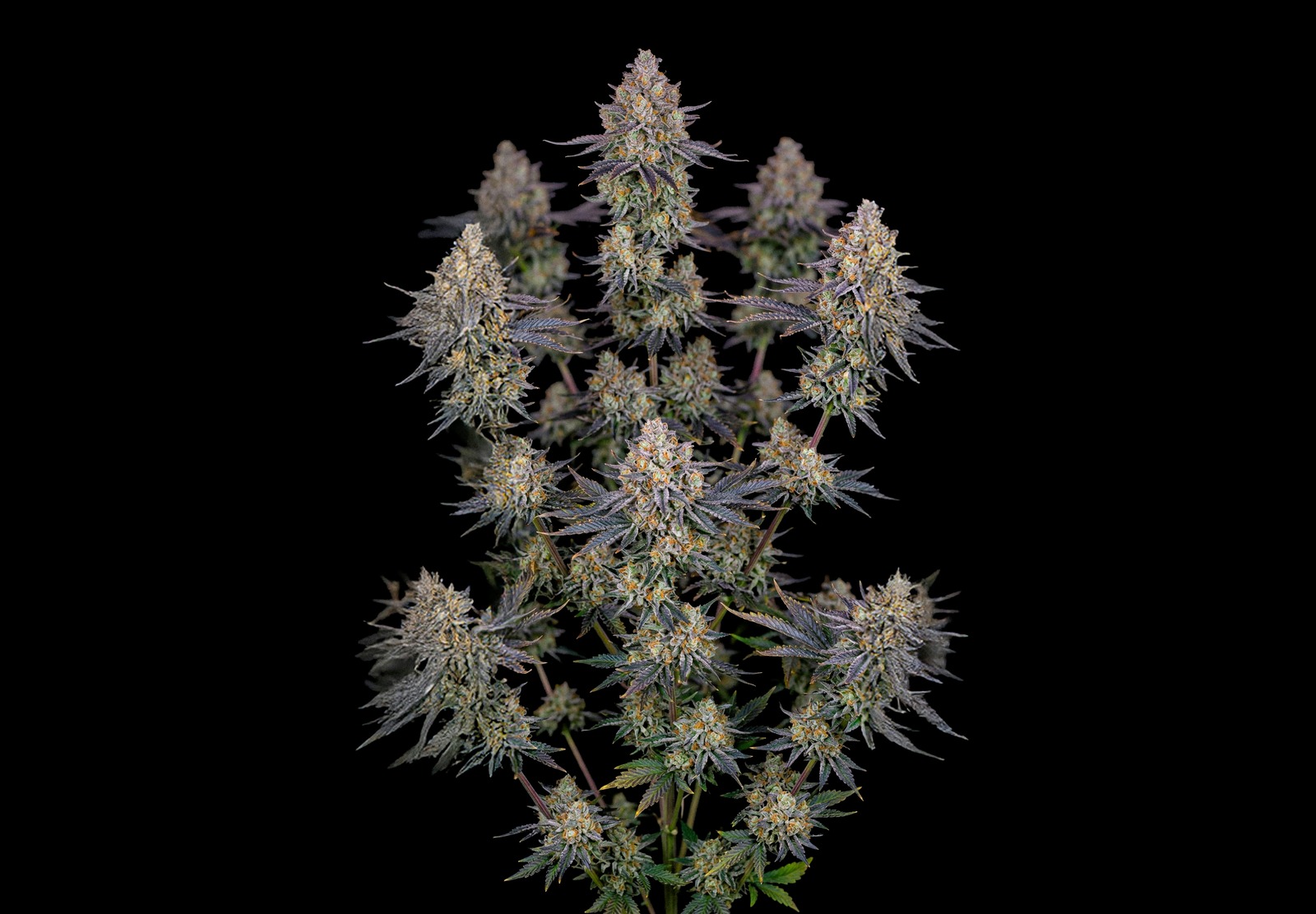 Gelato Auto