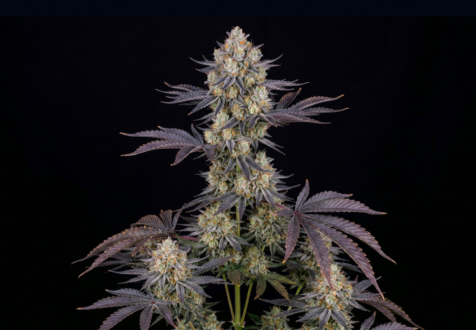 Gelato Auto
