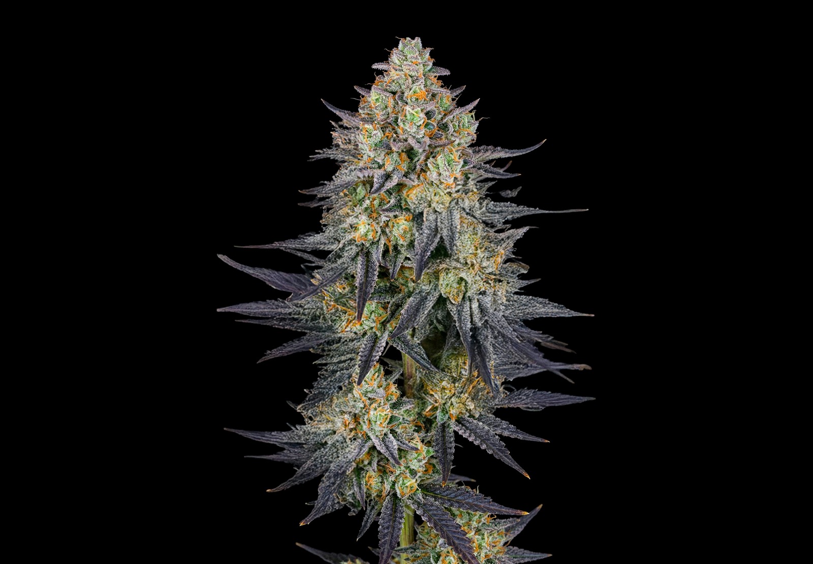 Gelato Auto