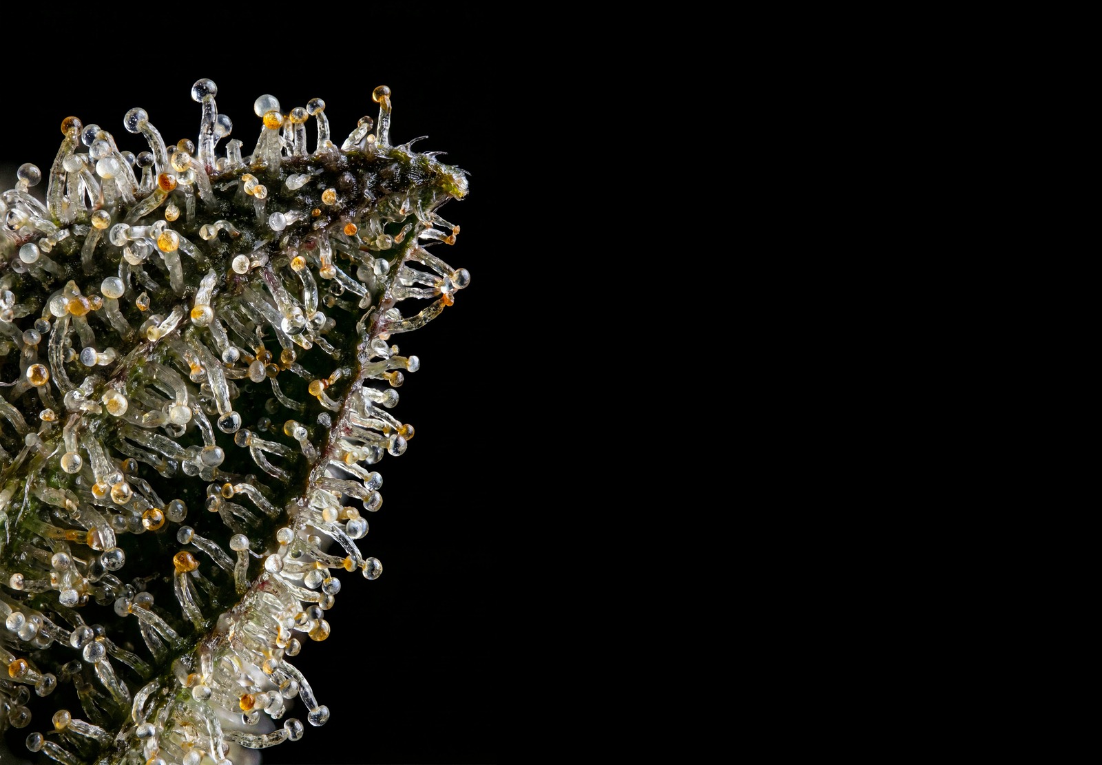 Gelato Auto