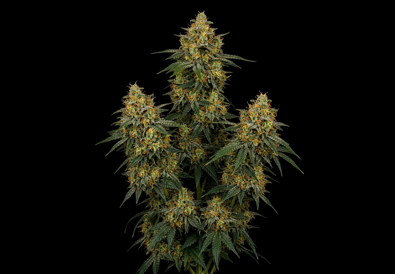 Gelato