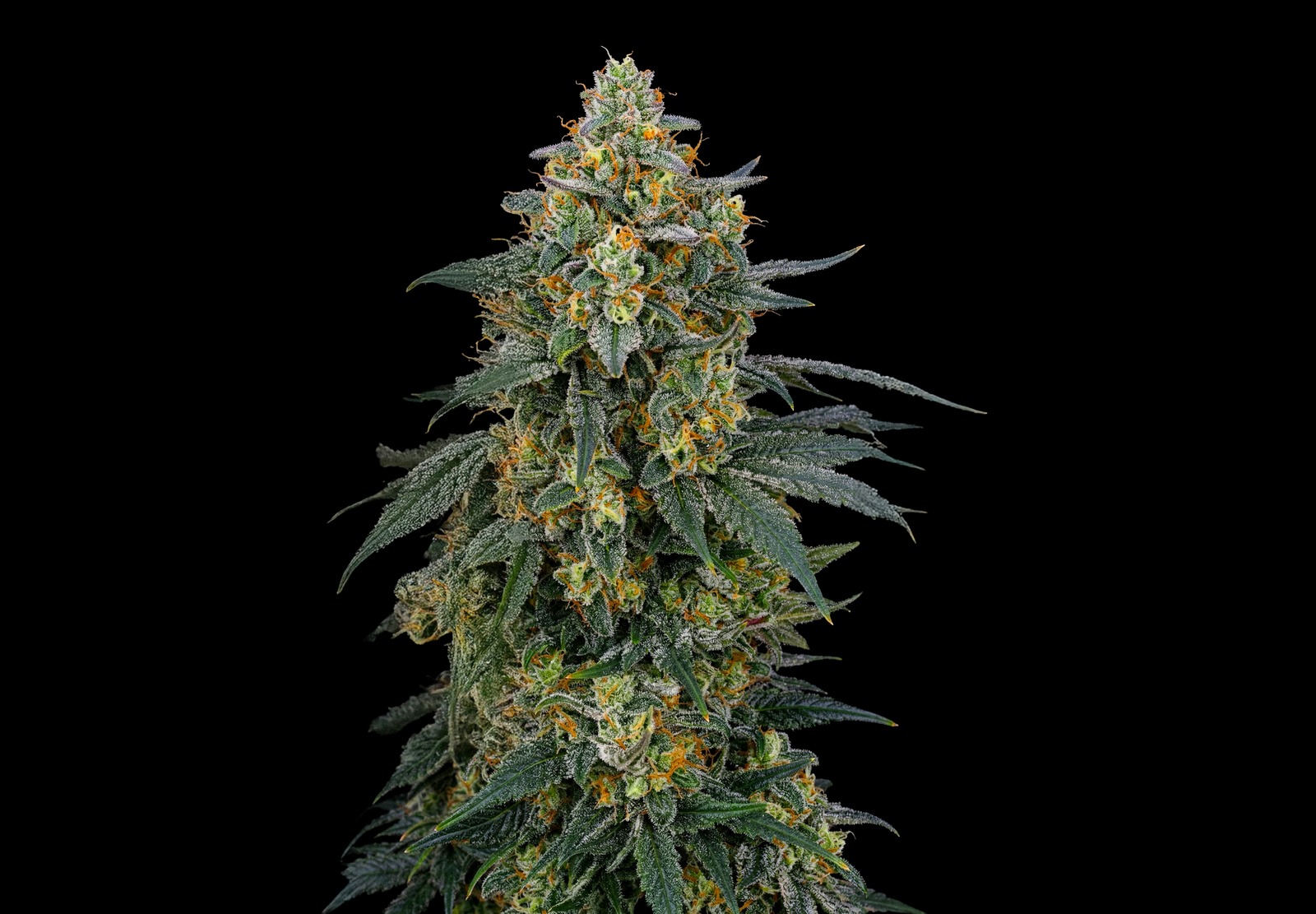 Gelato