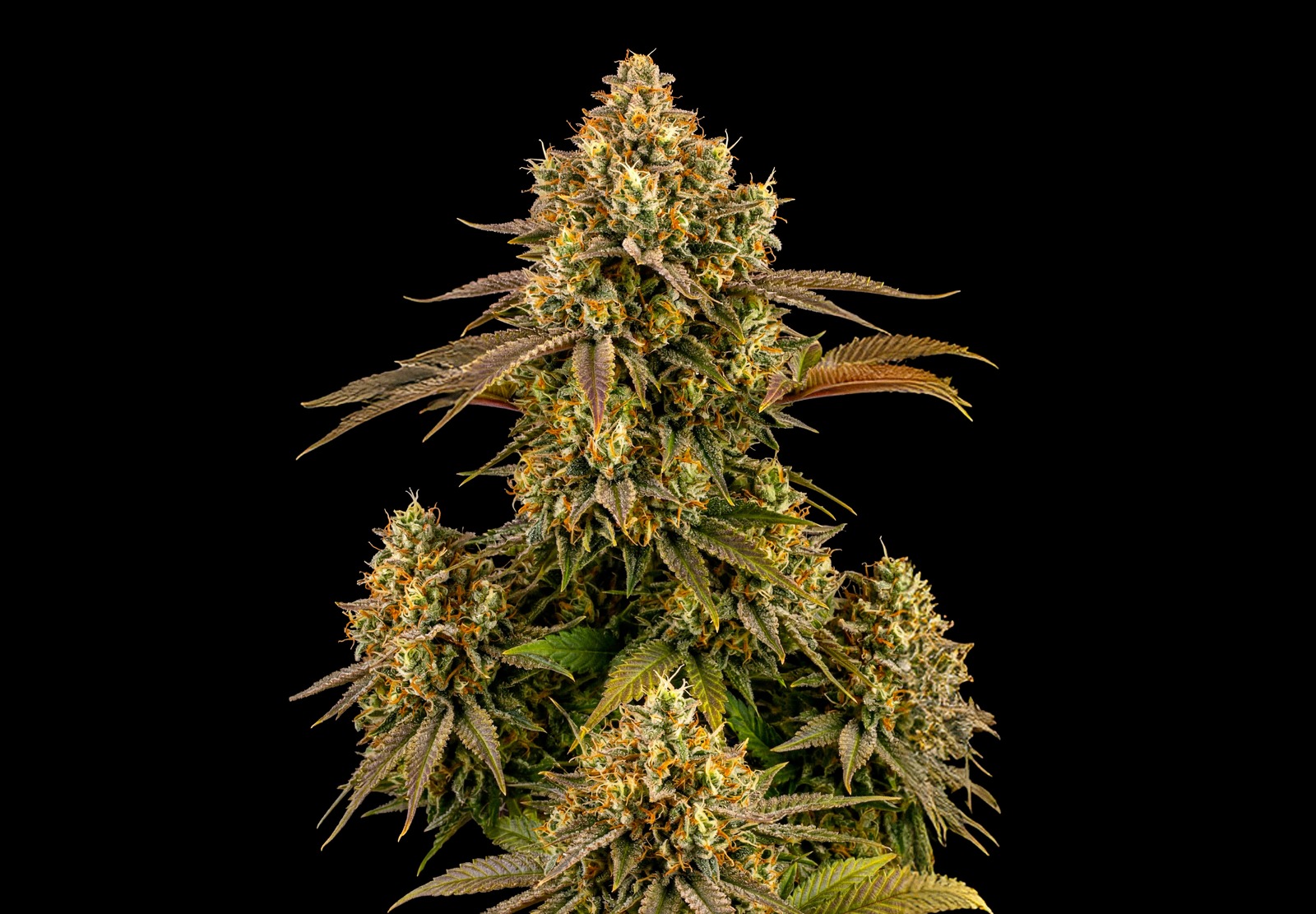 Girl Scout Cookies Auto