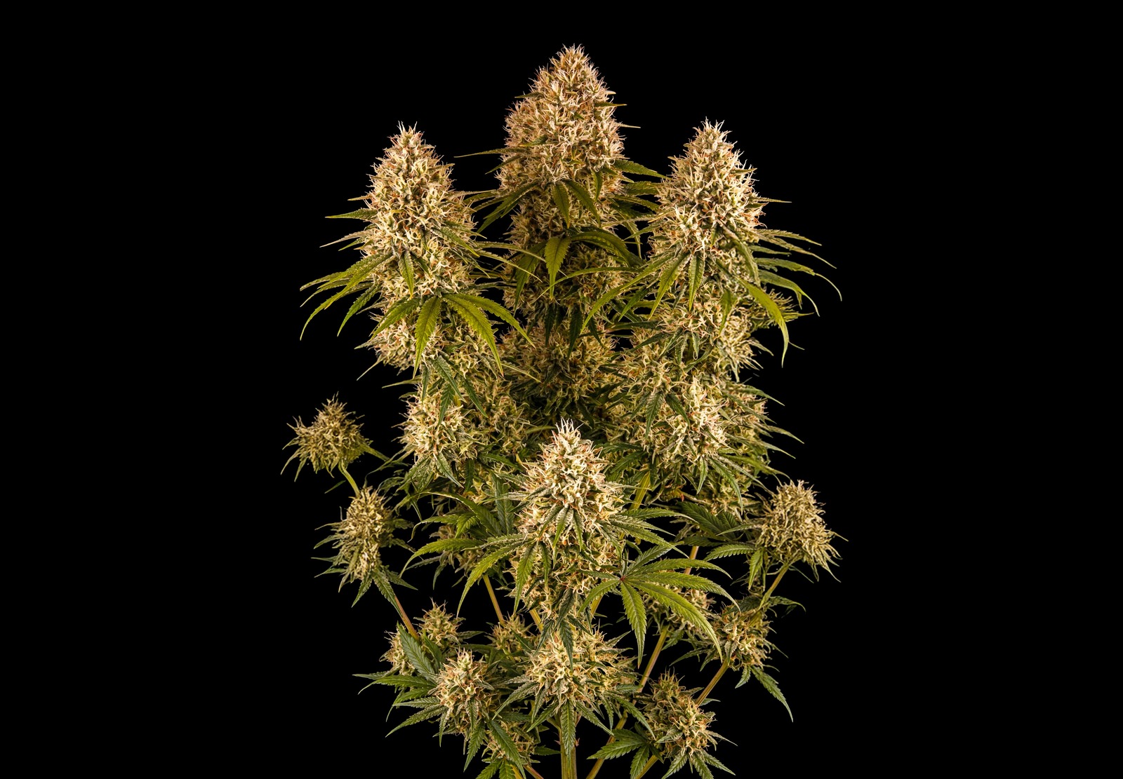 Girl Scout Cookies Auto