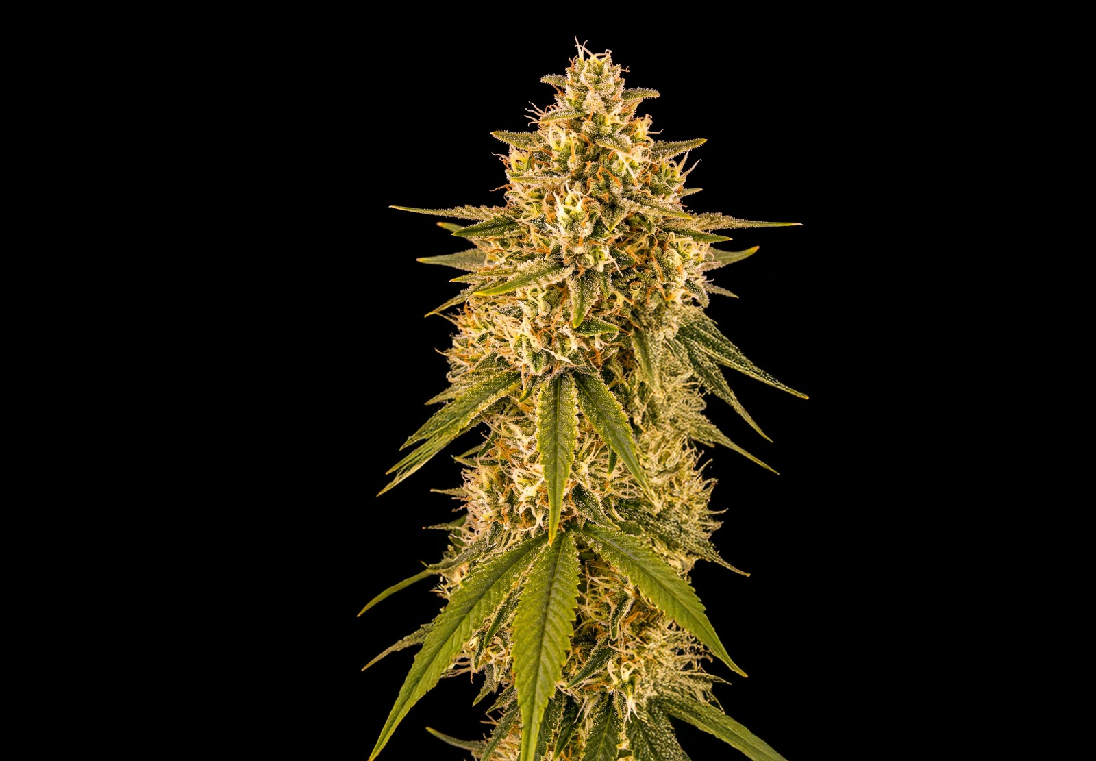Girl Scout Cookies Auto