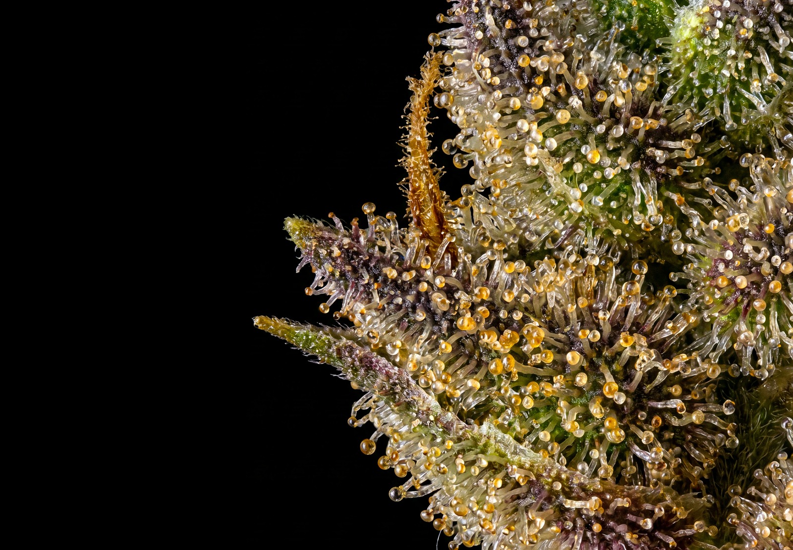 Girl Scout Cookies Auto