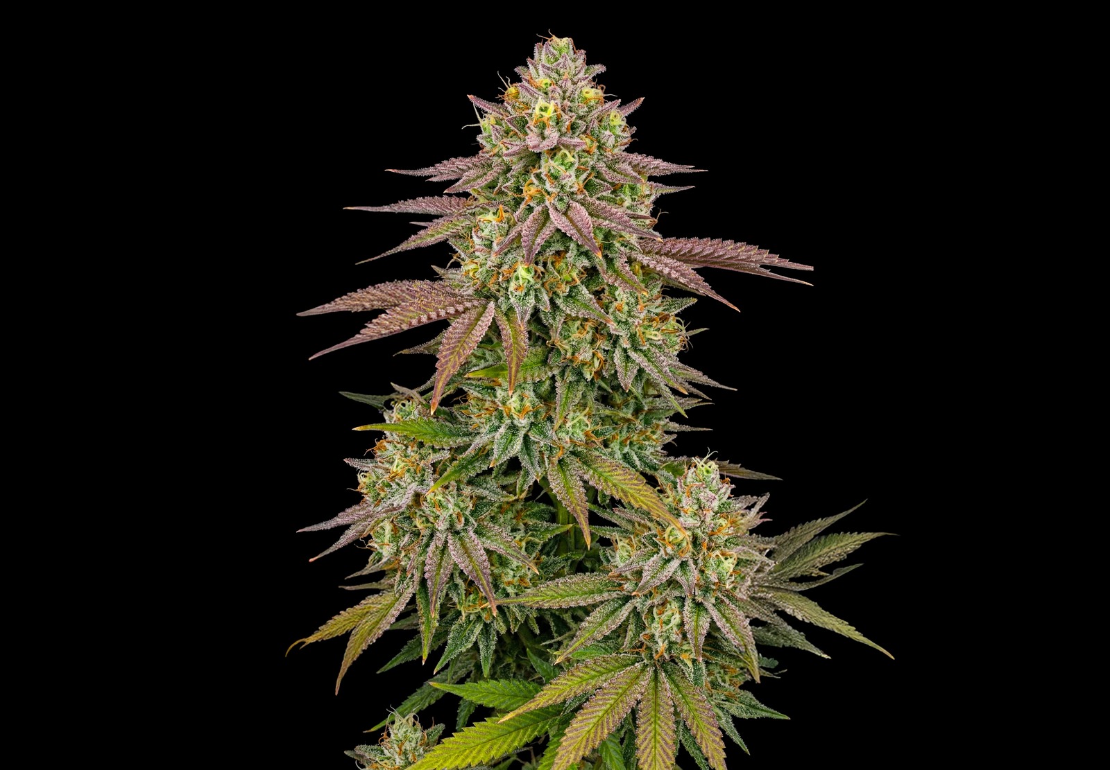 Girl Scout Cookies