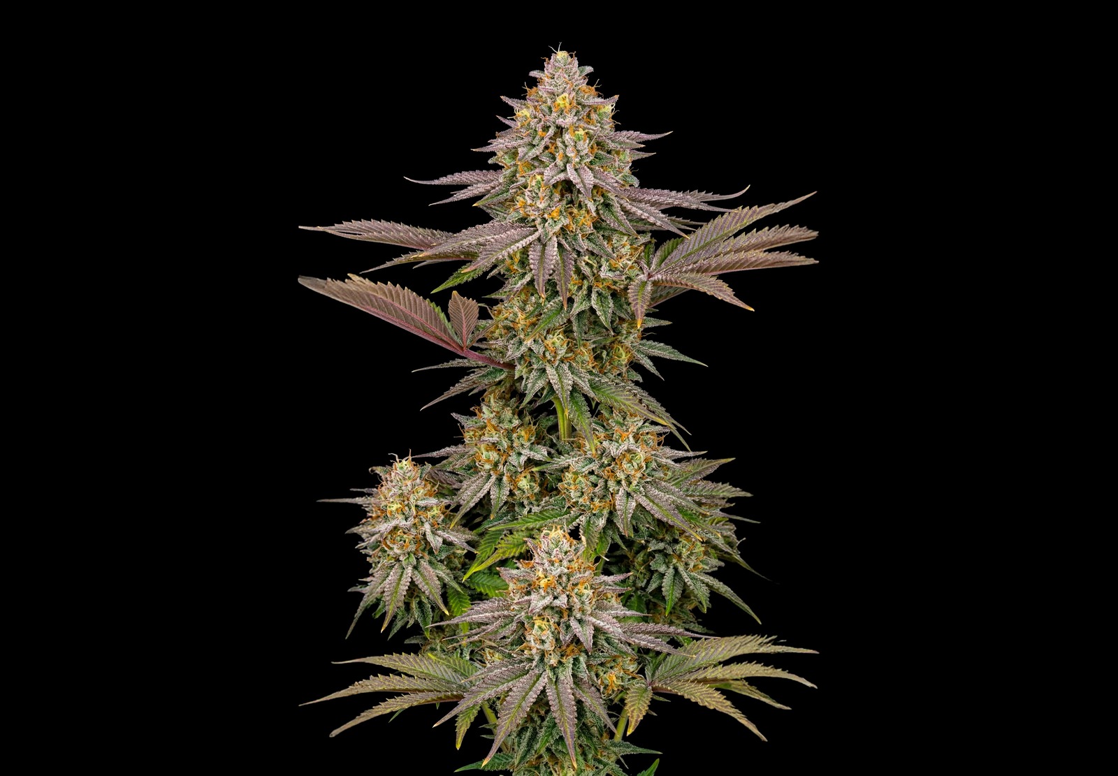 Girl Scout Cookies