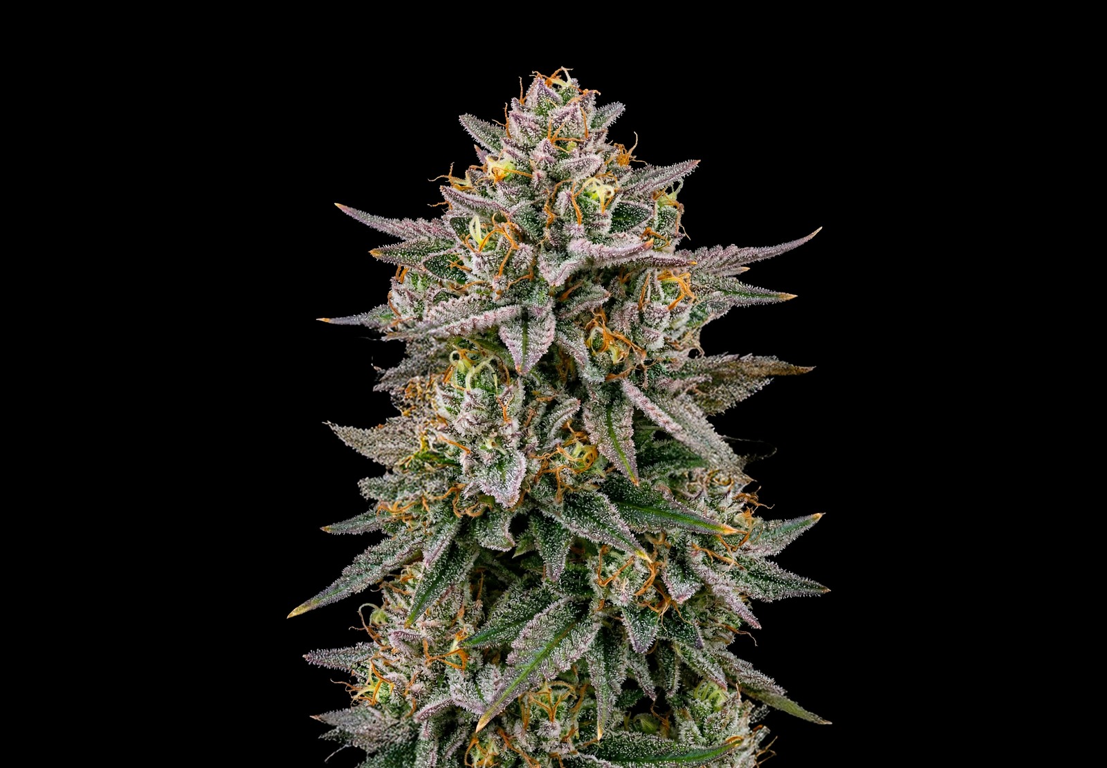 Girl Scout Cookies
