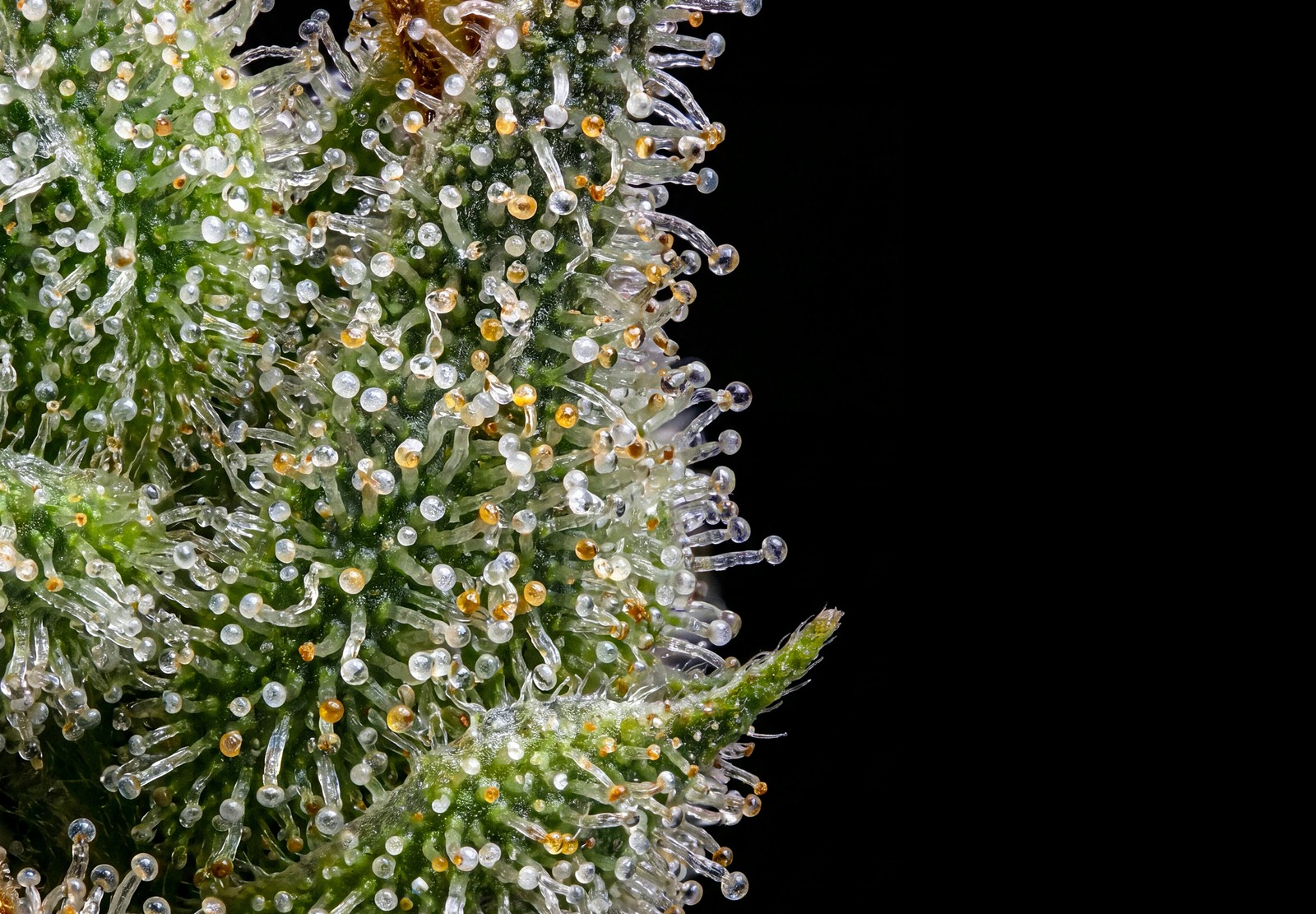 Girl Scout Cookies