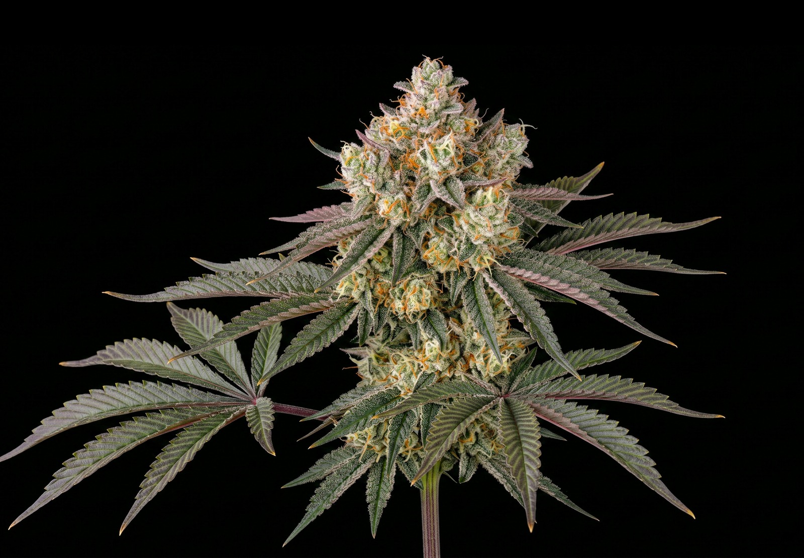 Jack Herer Auto