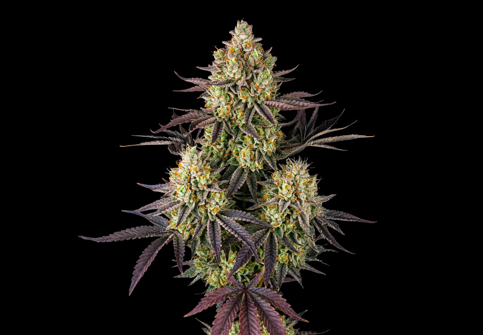 Jack Herer Auto