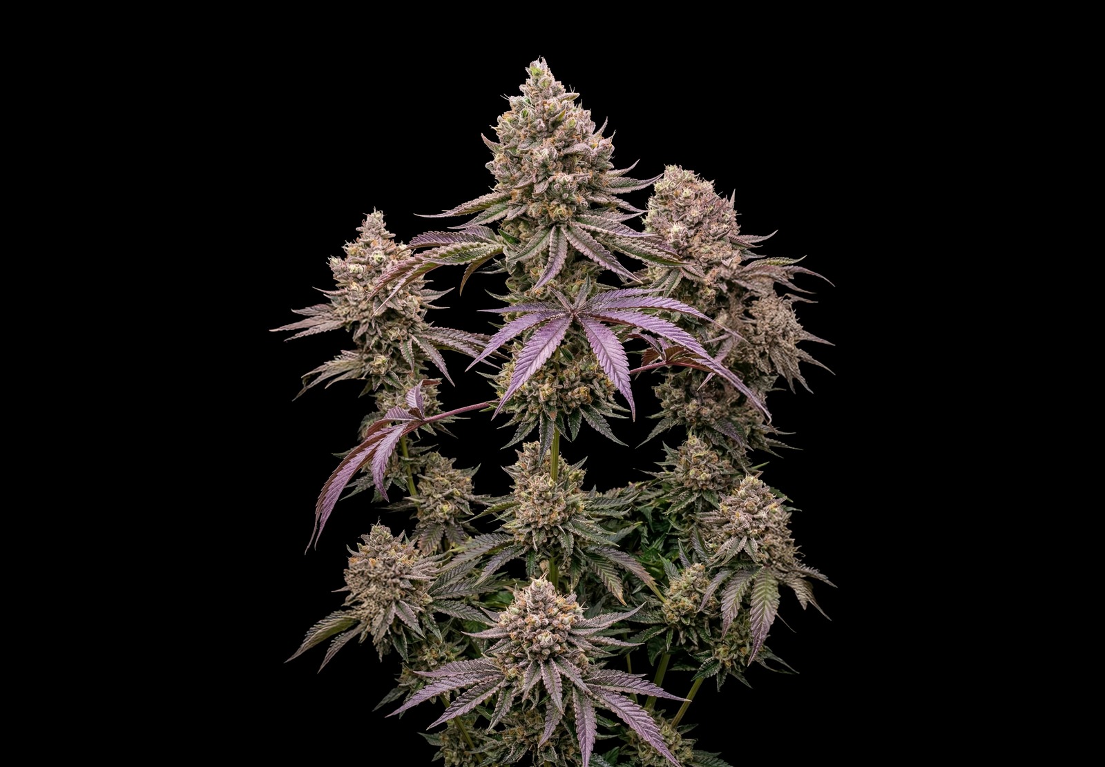 Jack Herer Auto