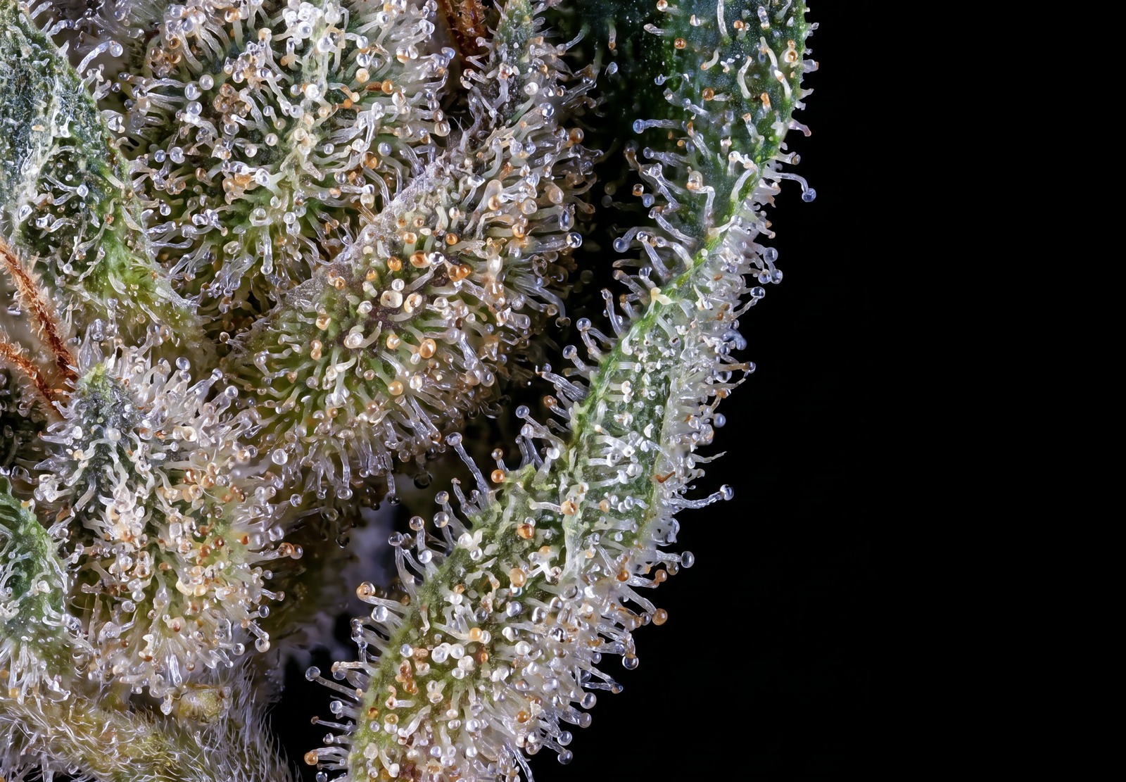 Jack Herer Auto