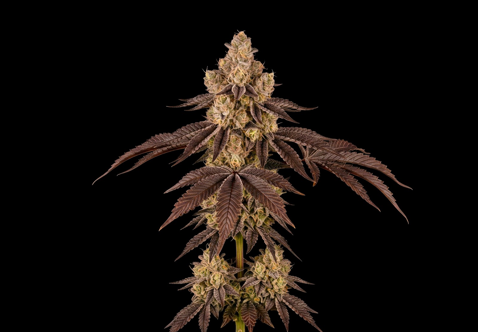 Jack Herer